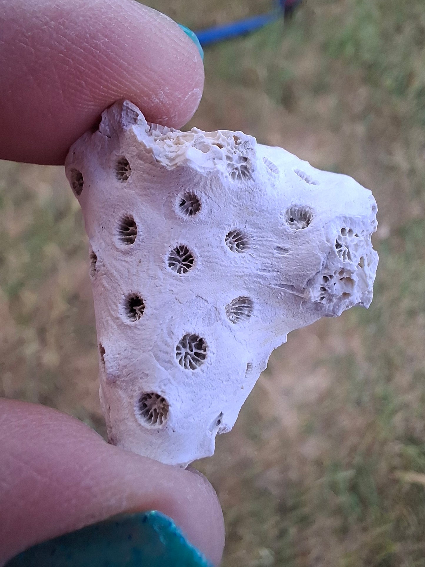 Fossil Coral, (Ref: FC1)