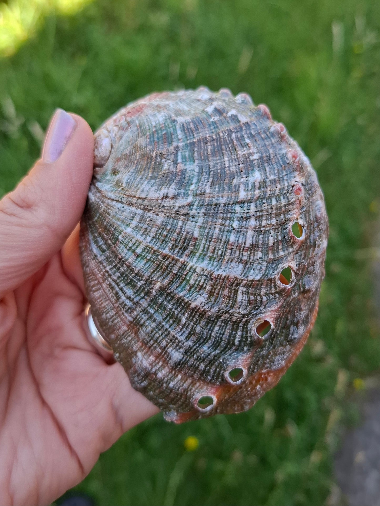 Abalone Shell, (Ref: SH1)