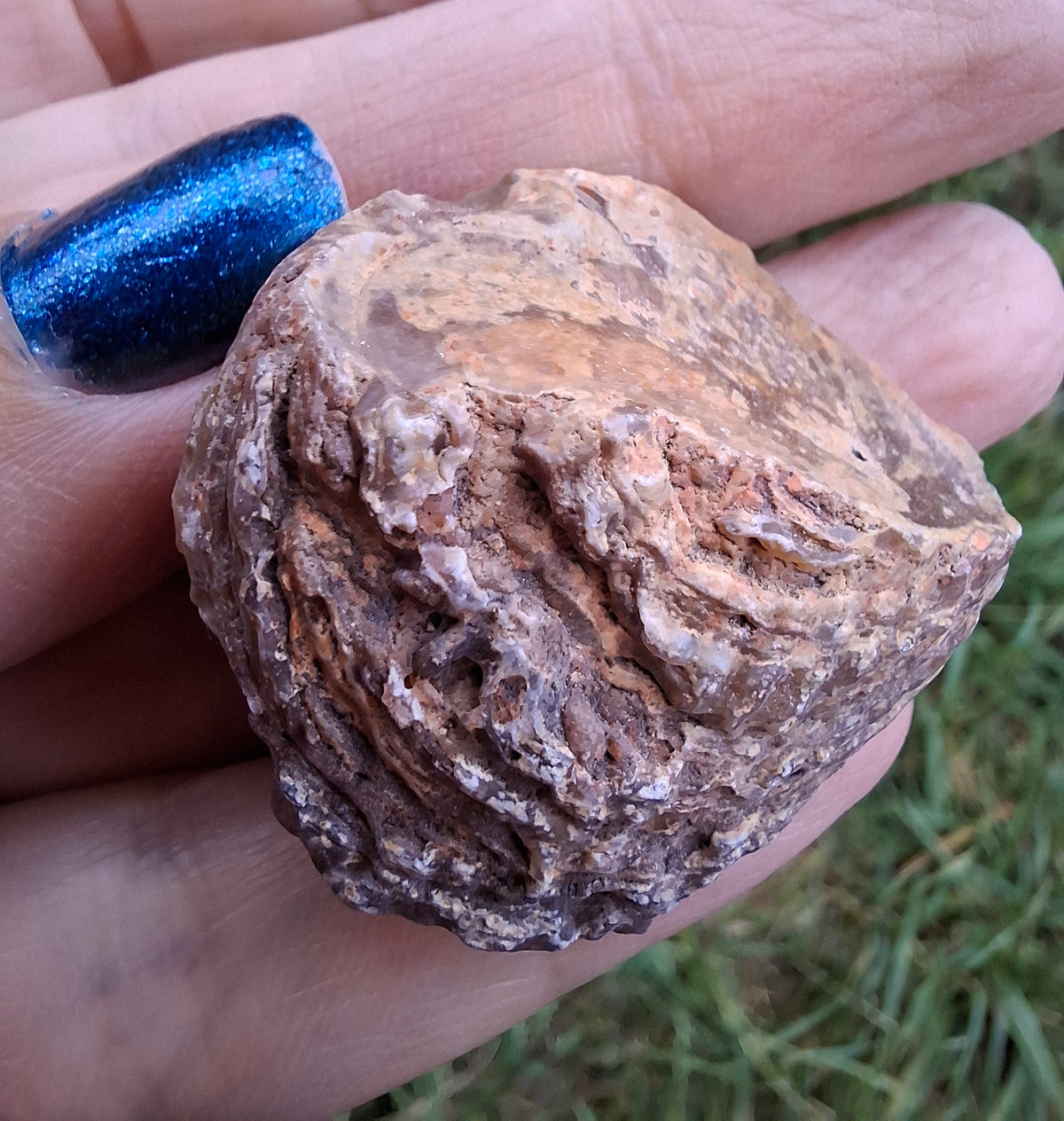 Chalcedony Oyster, Fossil (Ref: FO7)