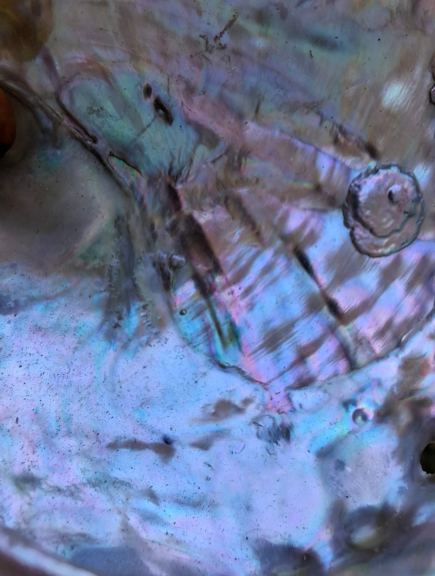 Abalone Shell, (Ref: SH2)