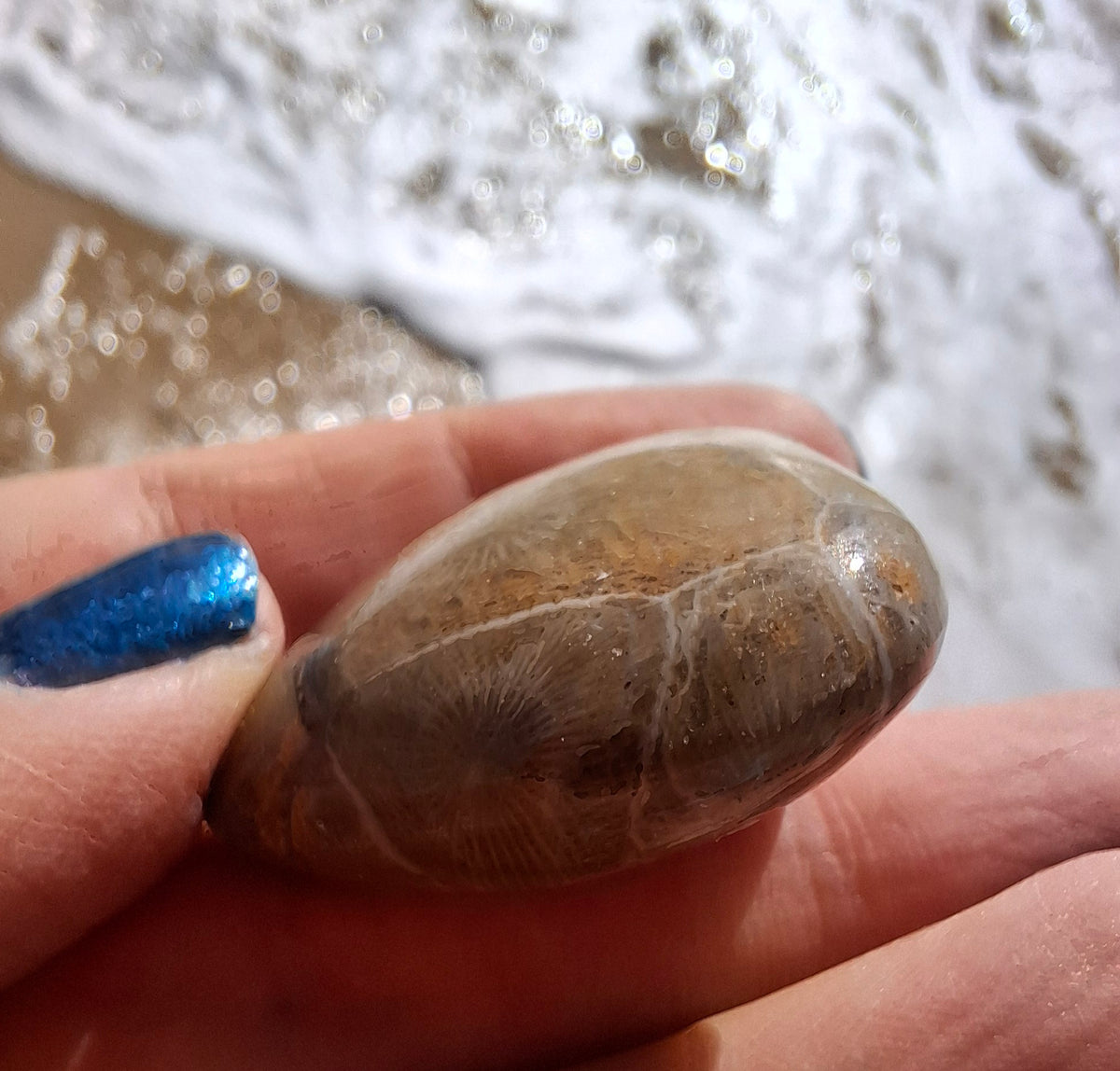 Fossil Coral Heart, (Ref: CoH2)