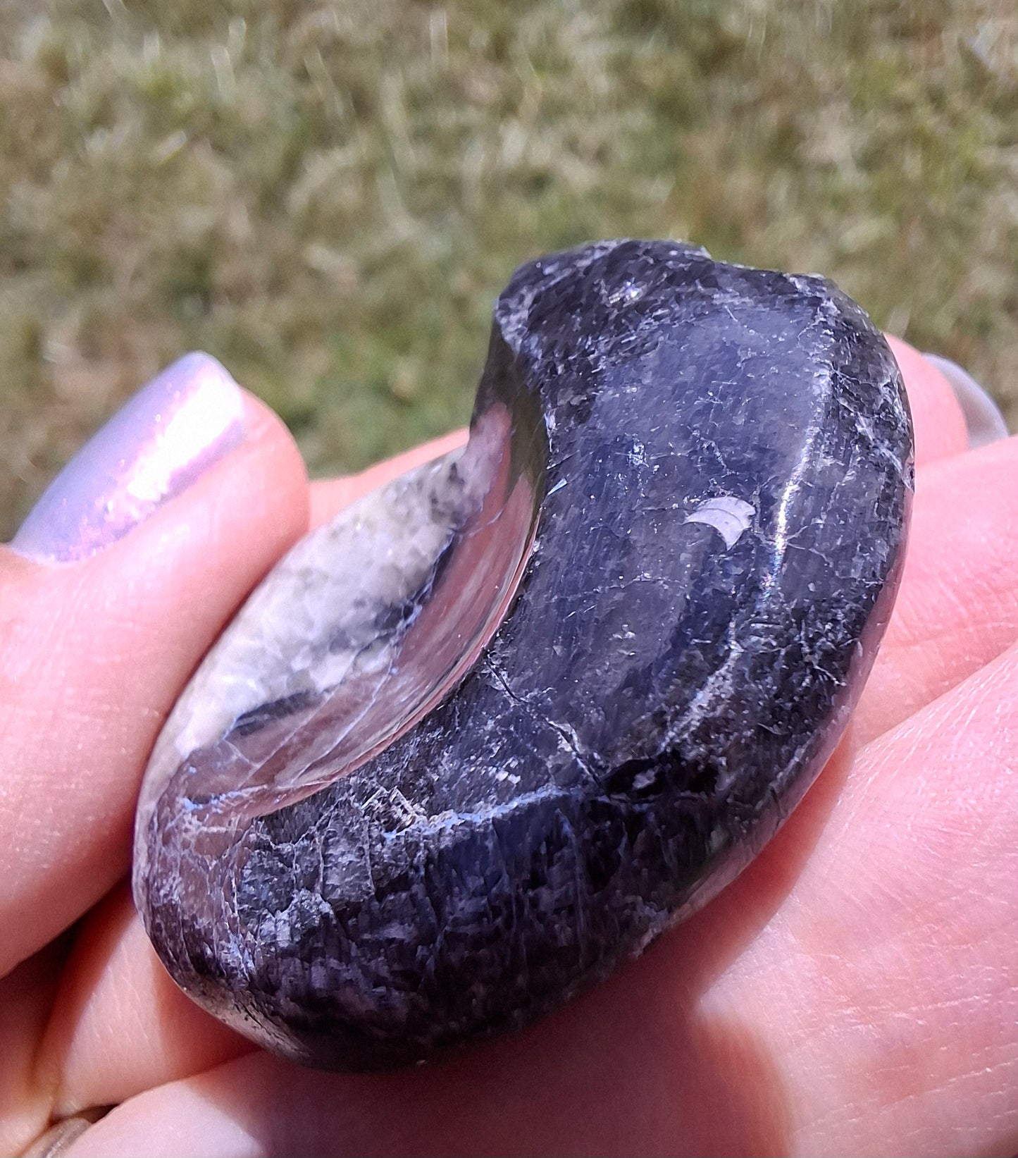Goniatite, Fossil (Ref: GA3)