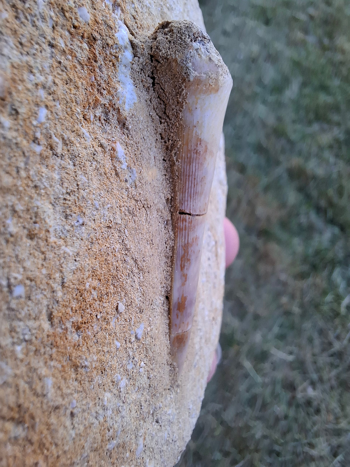 Enchodus Sabre Tooth, Fossil (Ref: ES5)