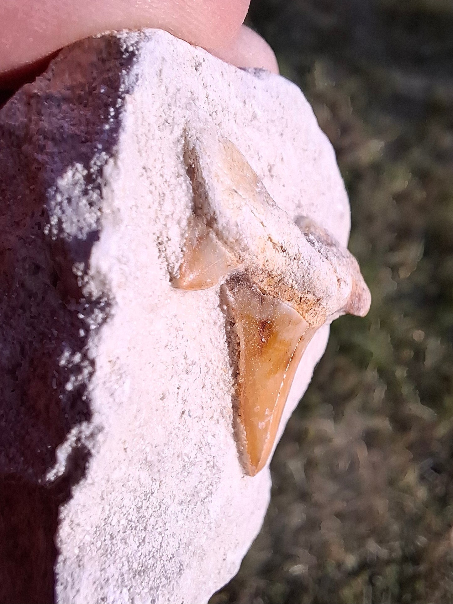 Otodus Shark Tooth, Fossil (Ref: OT4)