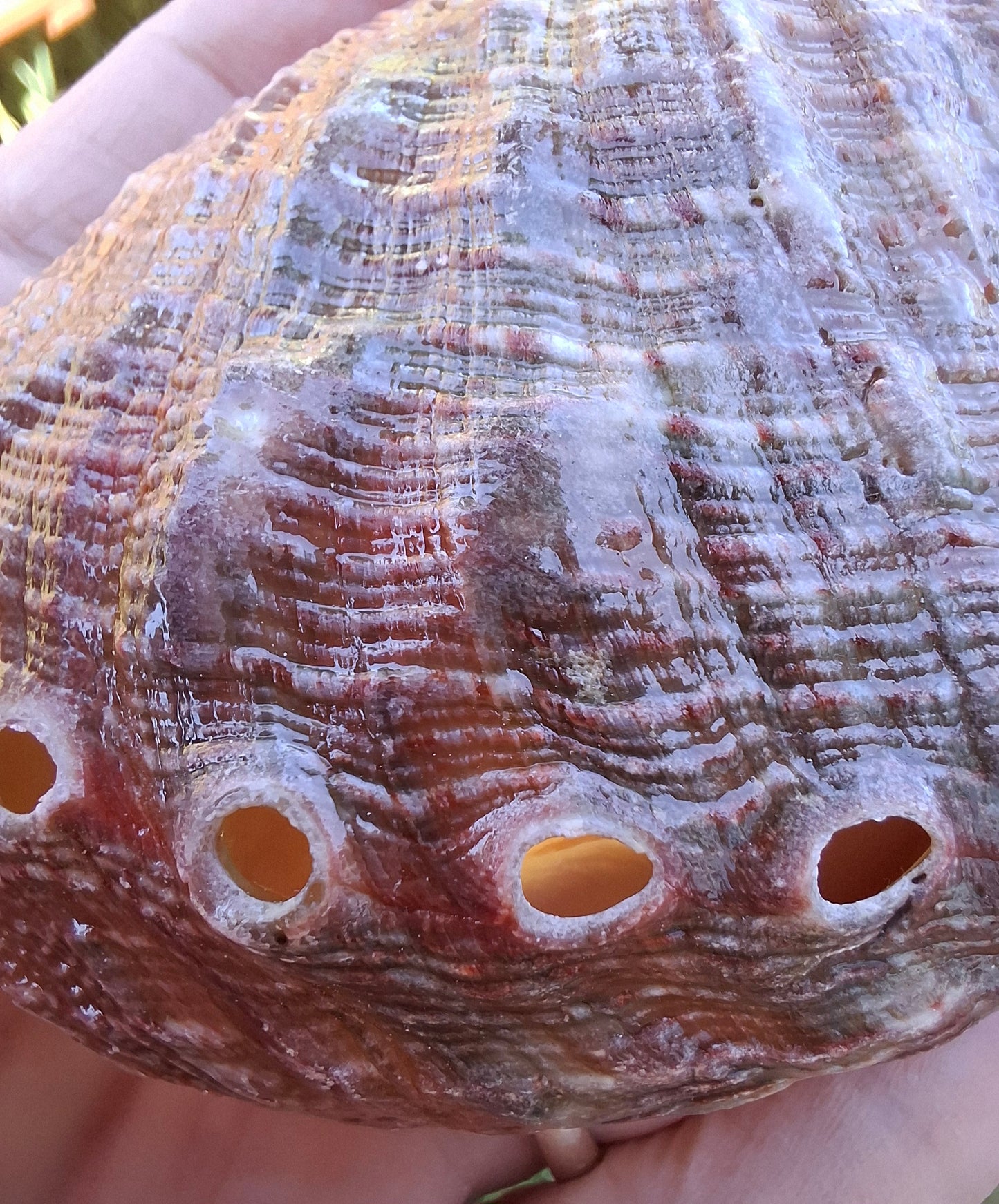 Abalone Shell, (Ref: SH3)