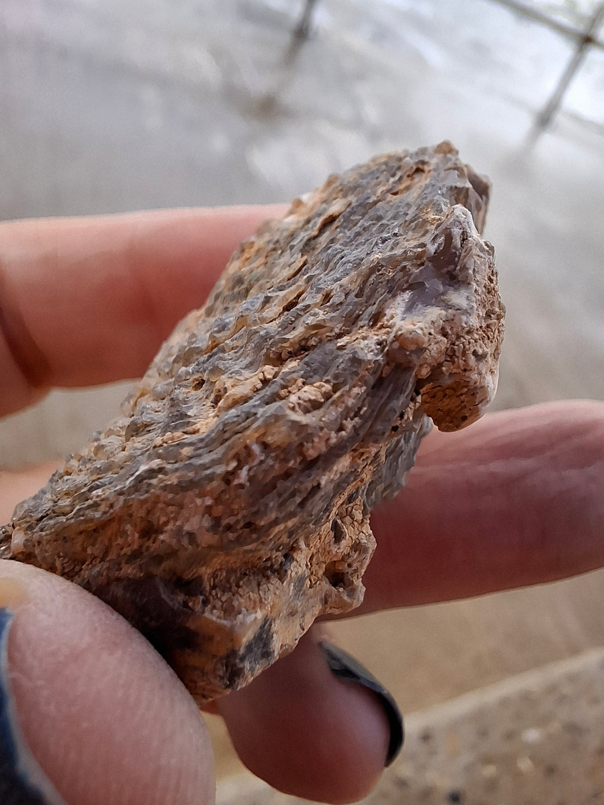 Chalcedony Oyster, Fossil (Ref: FO3)