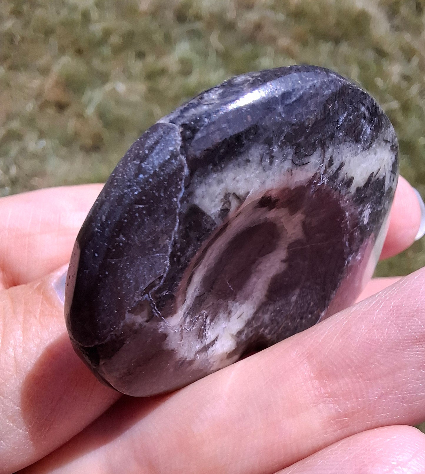 Goniatite, Fossil (Ref: GA6)