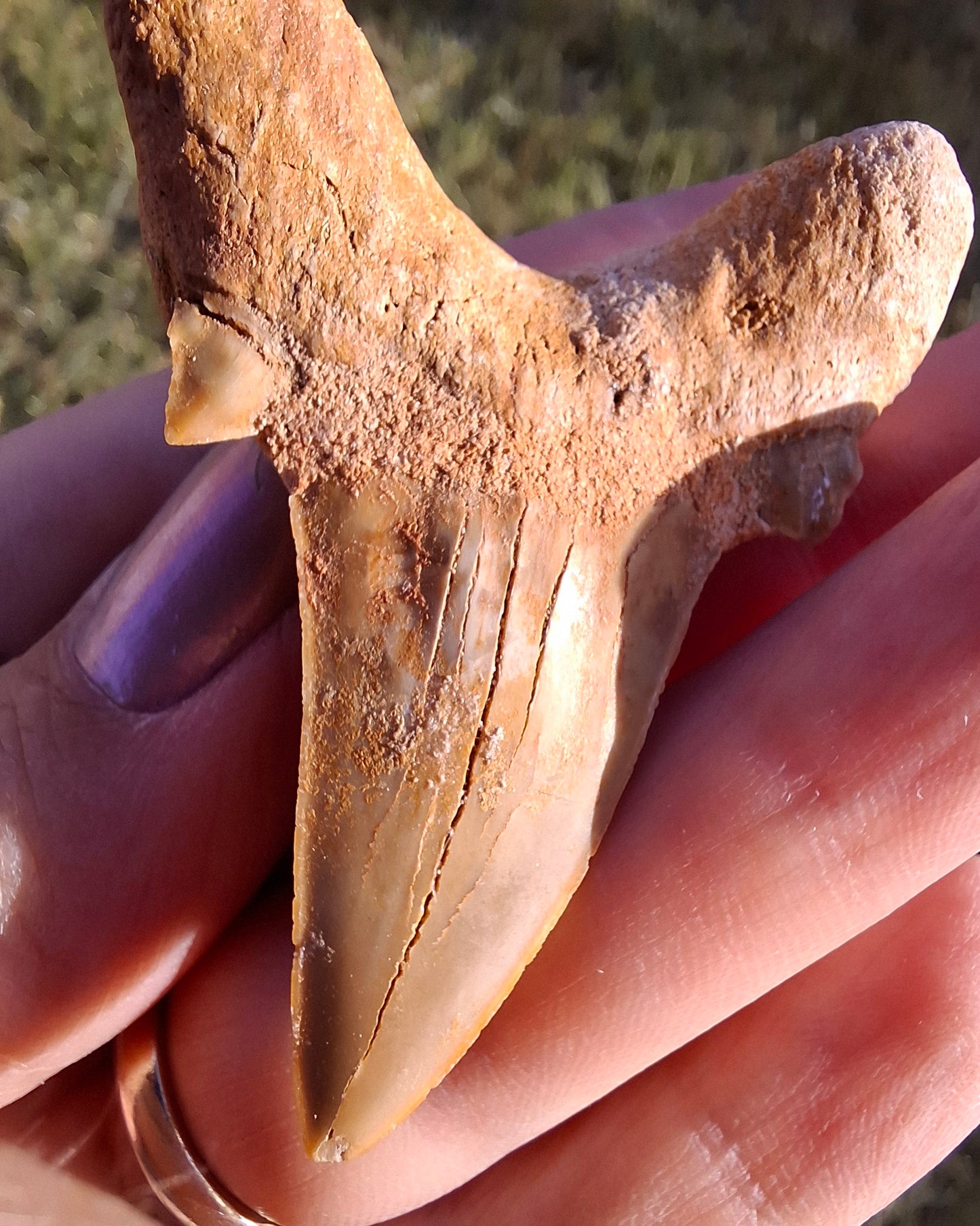 Otodus Shark Tooth, Fossil (Ref: OT 7)
