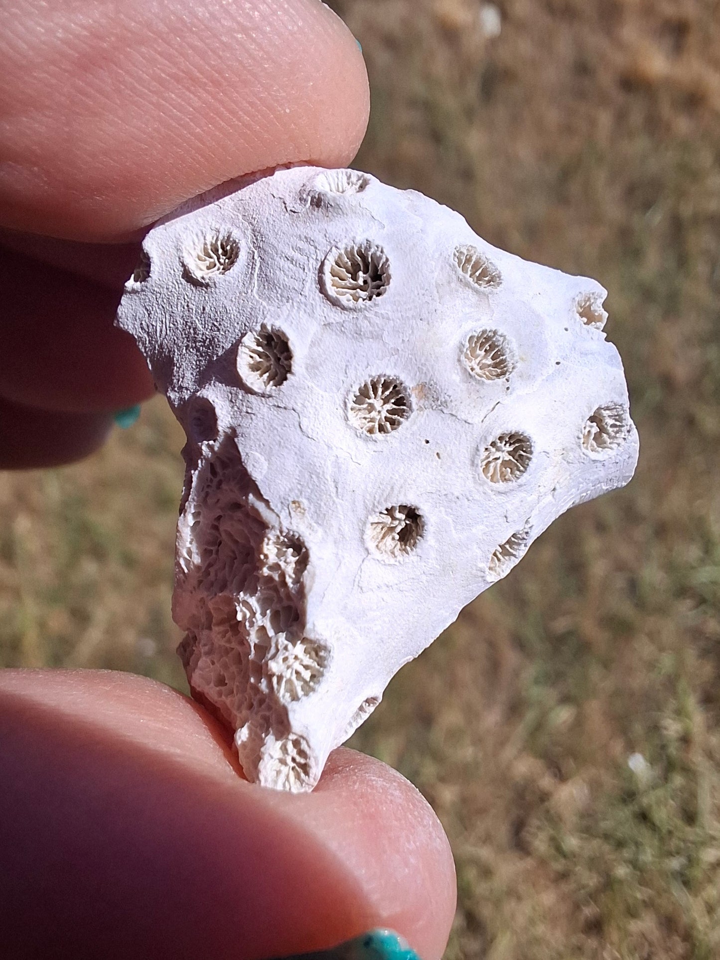 Fossil Coral, (Ref: FC1)
