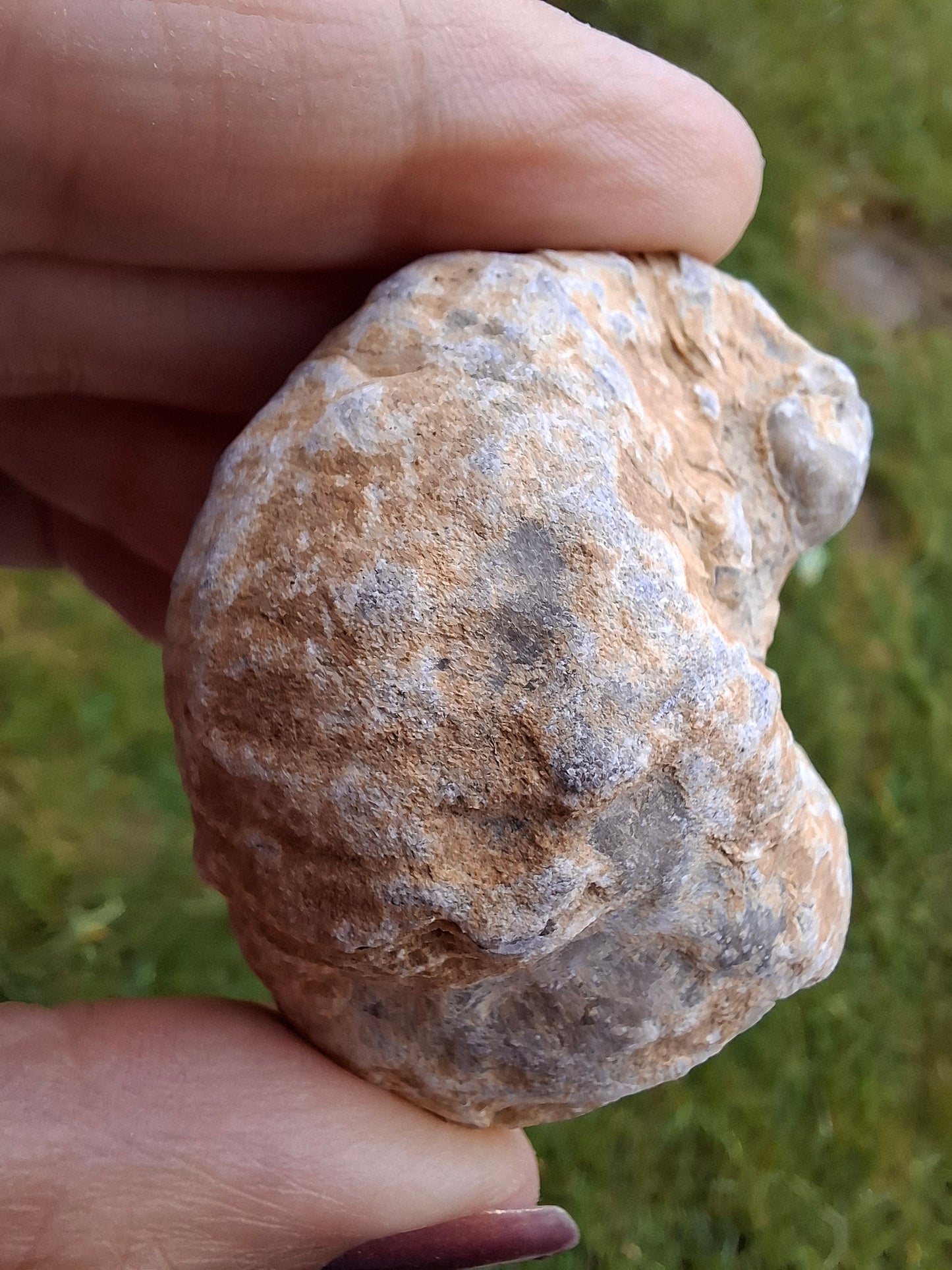 Gryphaea (Devil's Toenail), 57.53g, Fossil (Ref: G2)