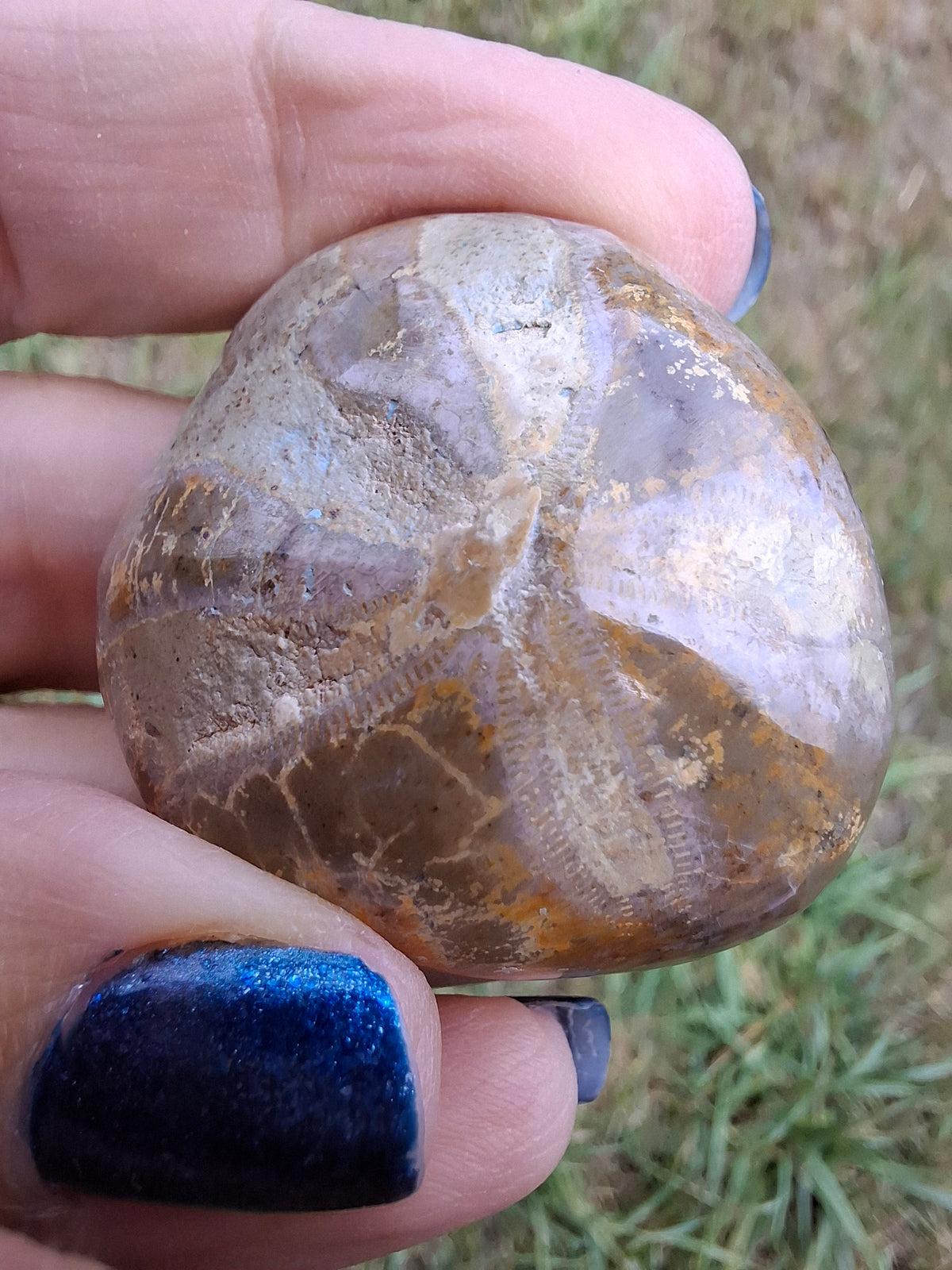 Polished Sea Urchin, Fossil (Ref: SU5)