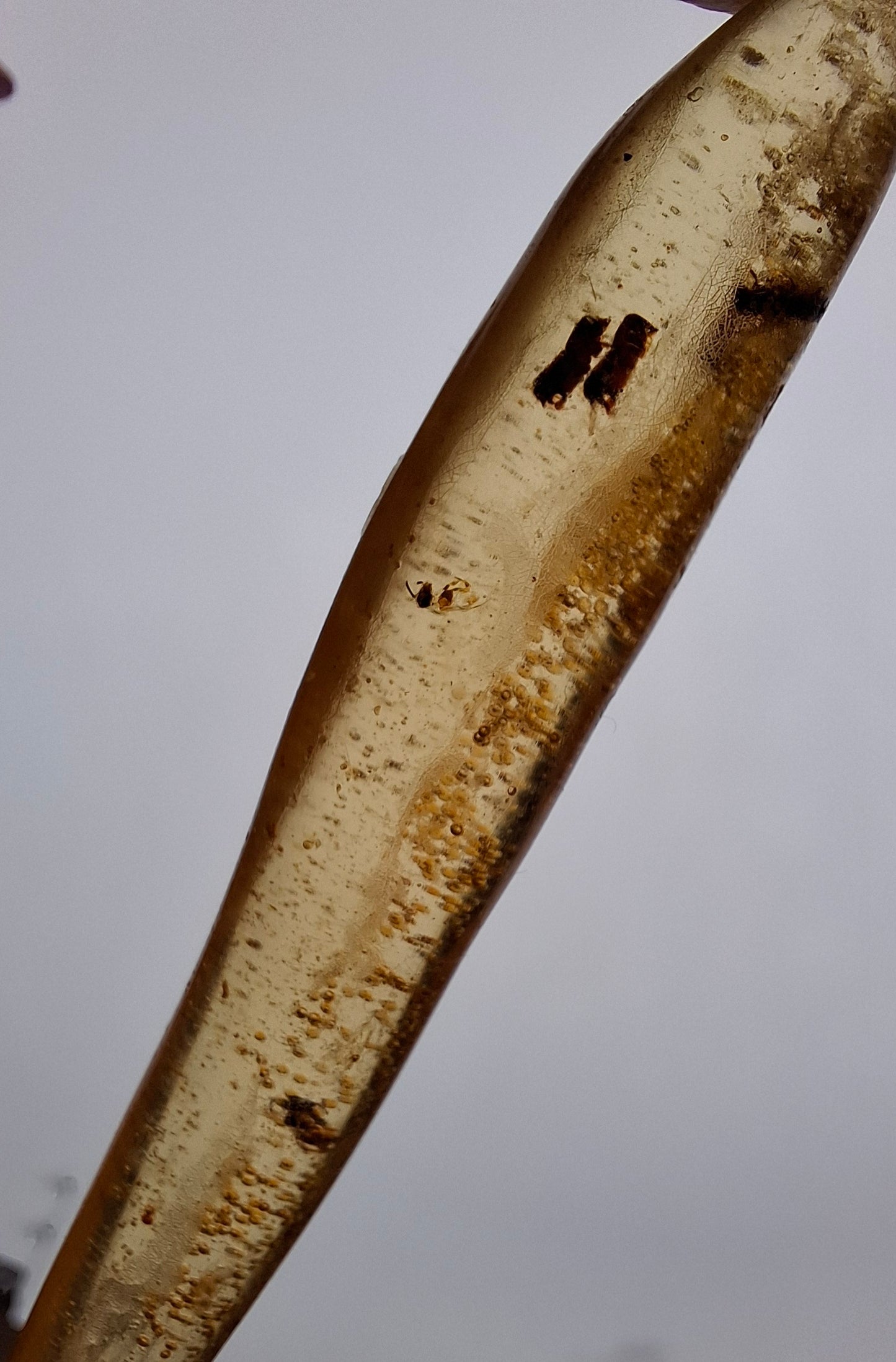 Copal Young Amber with INSECTS inside, 5.46g, Fossil (Ref: CA36)
