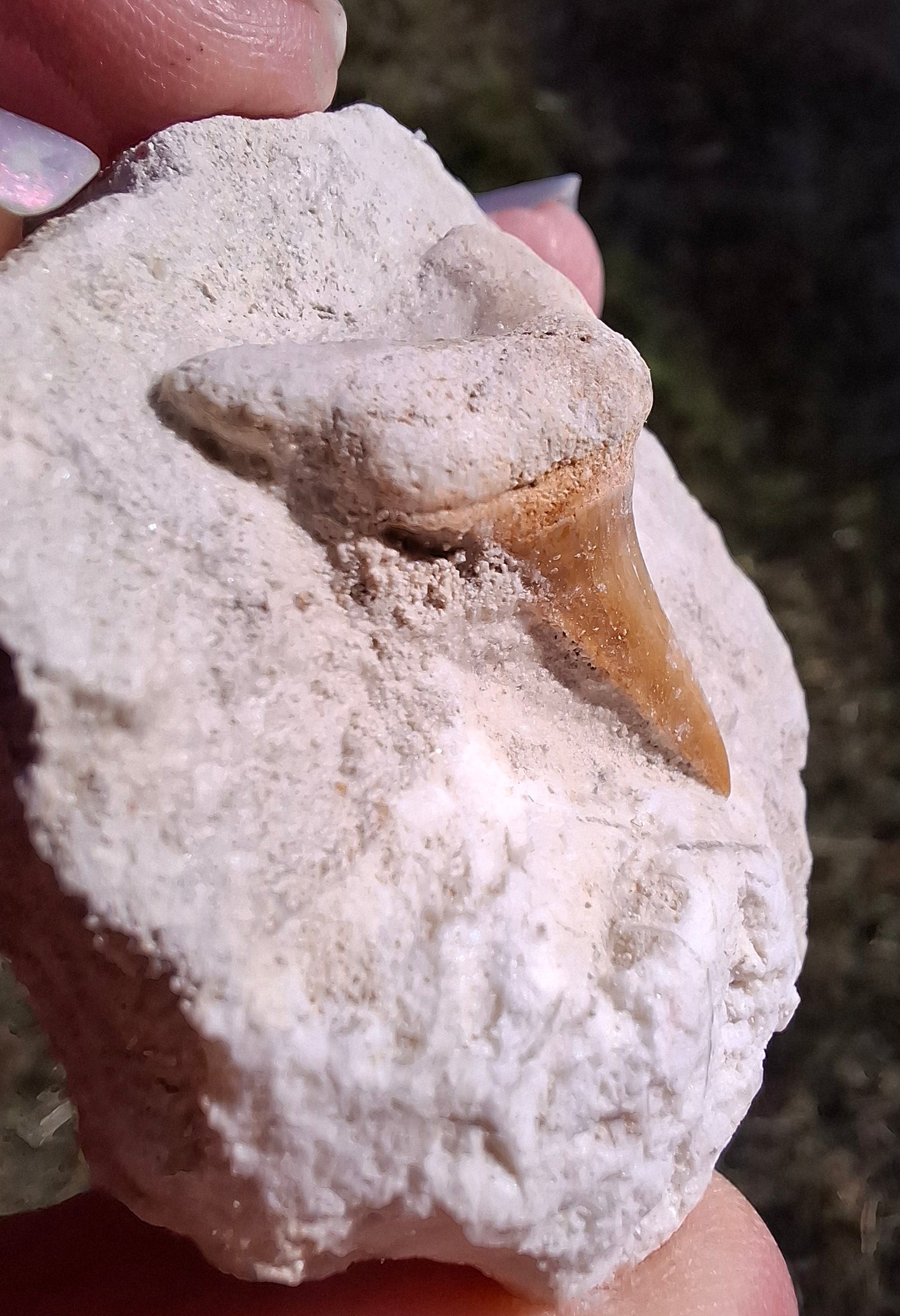 Otodus Shark Tooth in Rock, Fossil (Ref: OT2)
