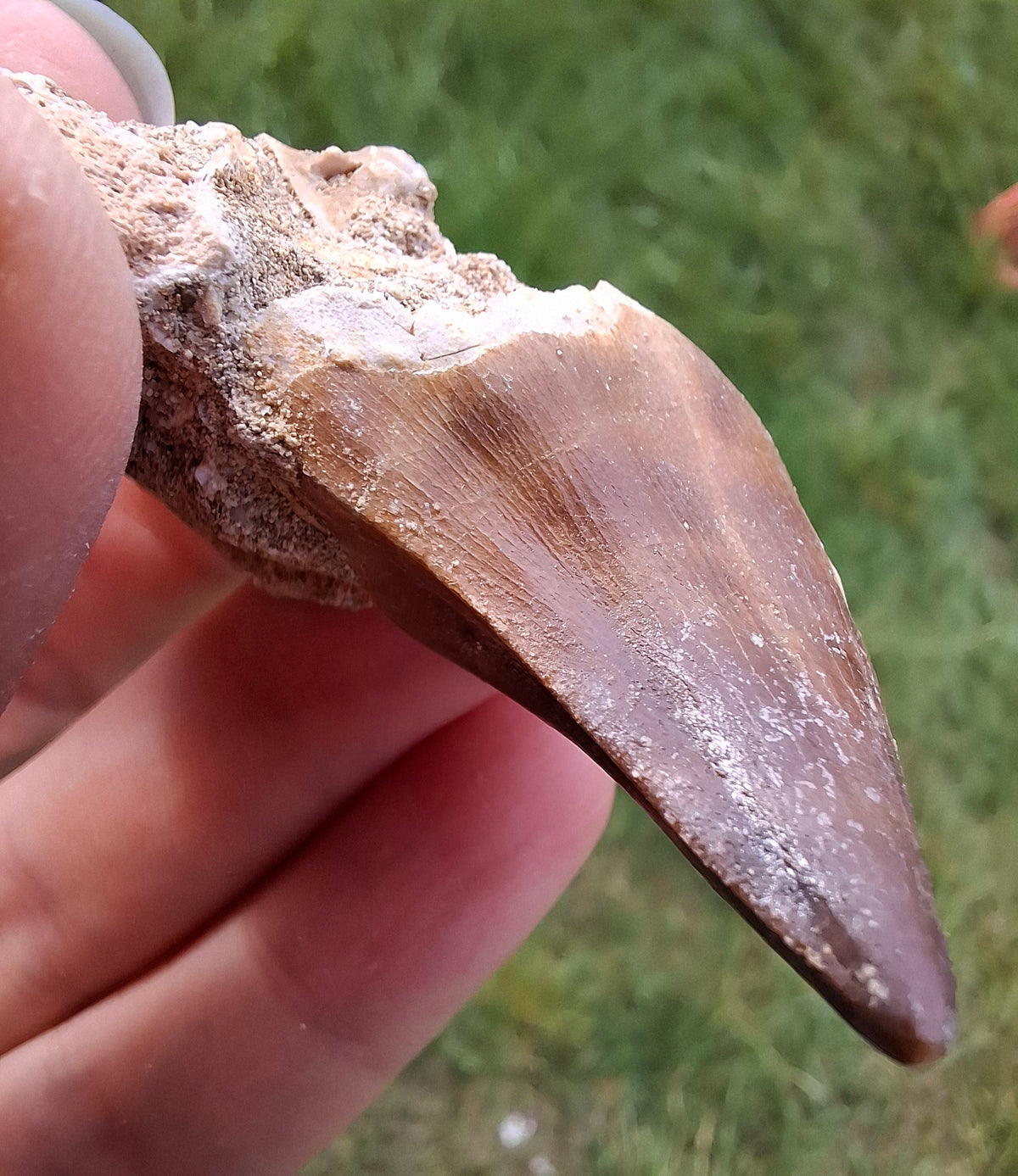 Mosasaurus Tooth with matrix, Fossil, (Ref: MTM1)