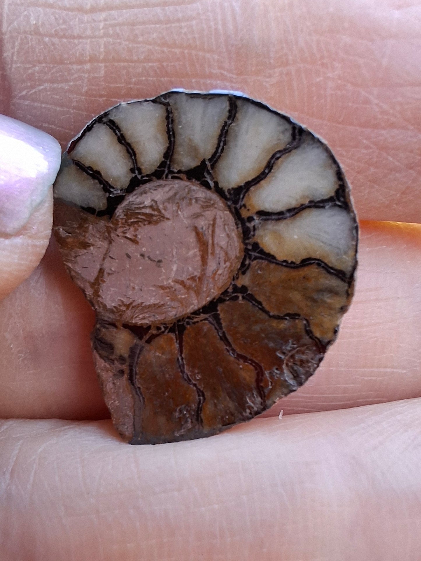 Small Haematite Ammonite HALF, 1.66g, Fossil (Ref: MA2)