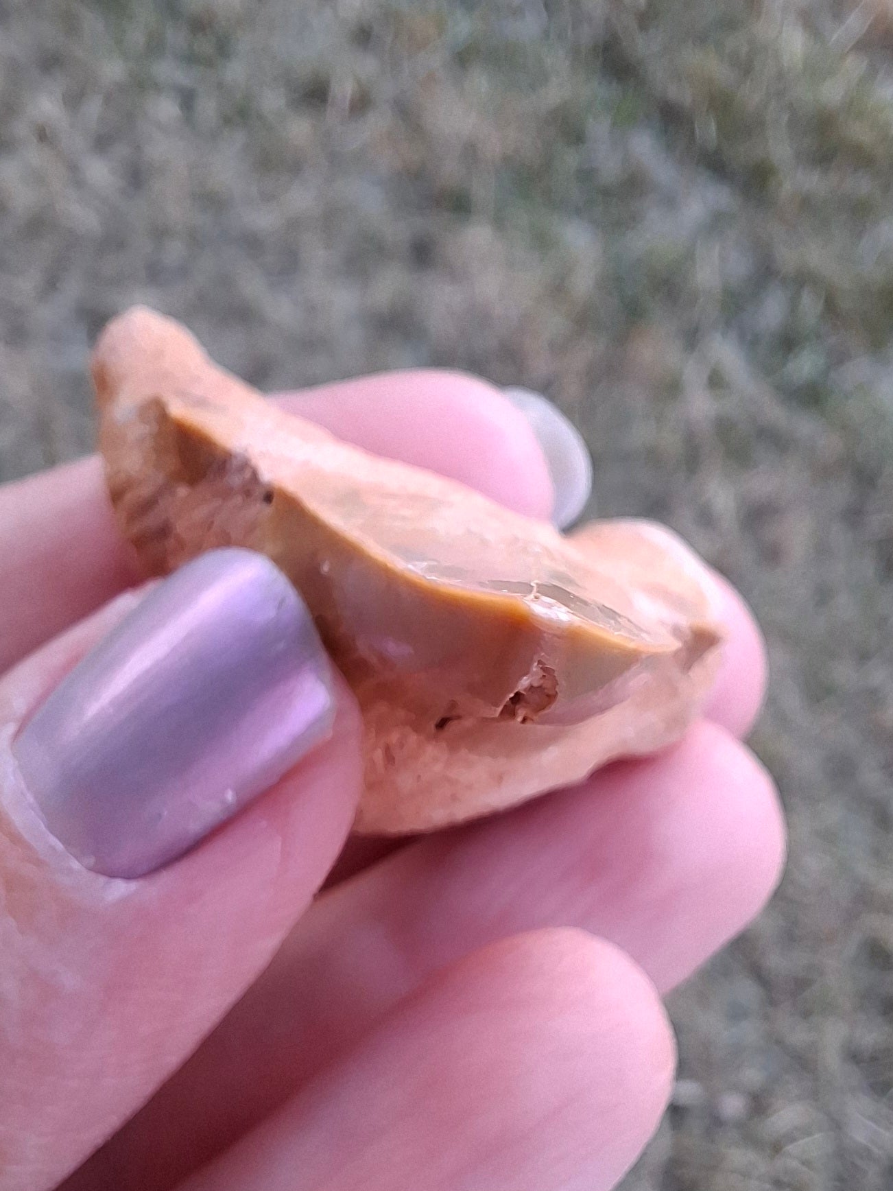Otodus Shark Tooth, Fossil (Ref: OT 7)