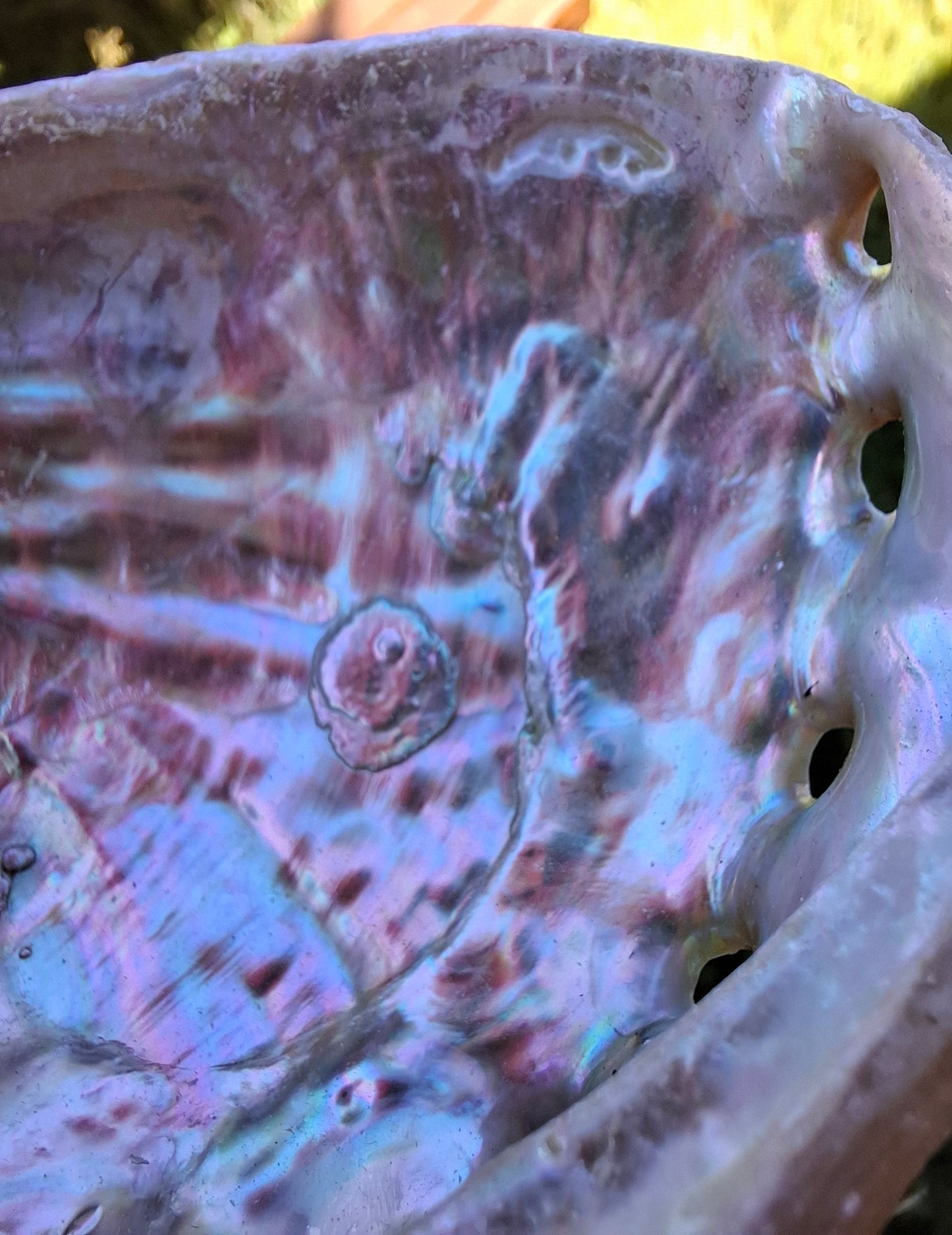 Abalone Shell, (Ref: SH2)