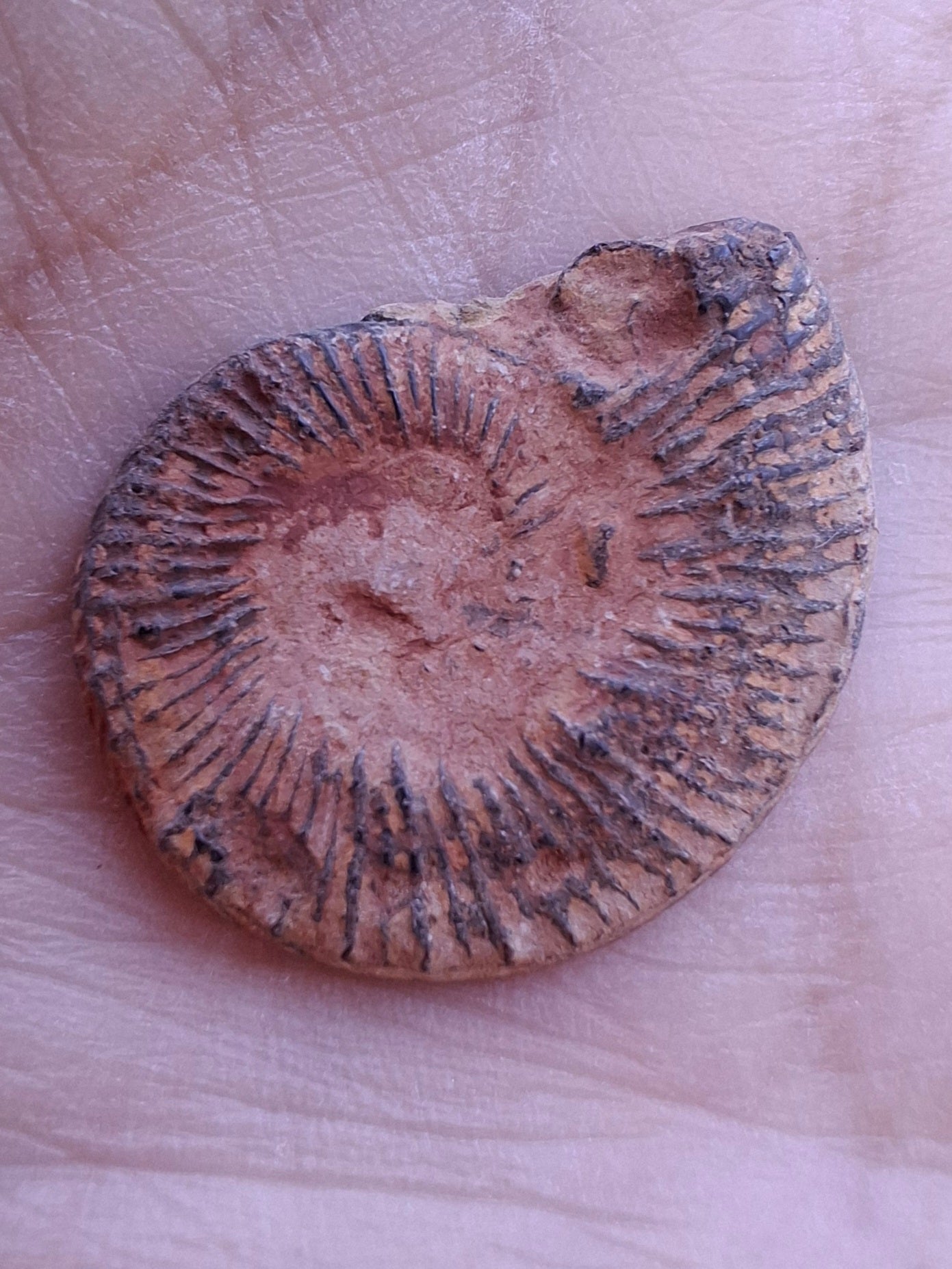 Small Haematite Ammonite HALF, 1.78g, Fossil (Ref: MA4)