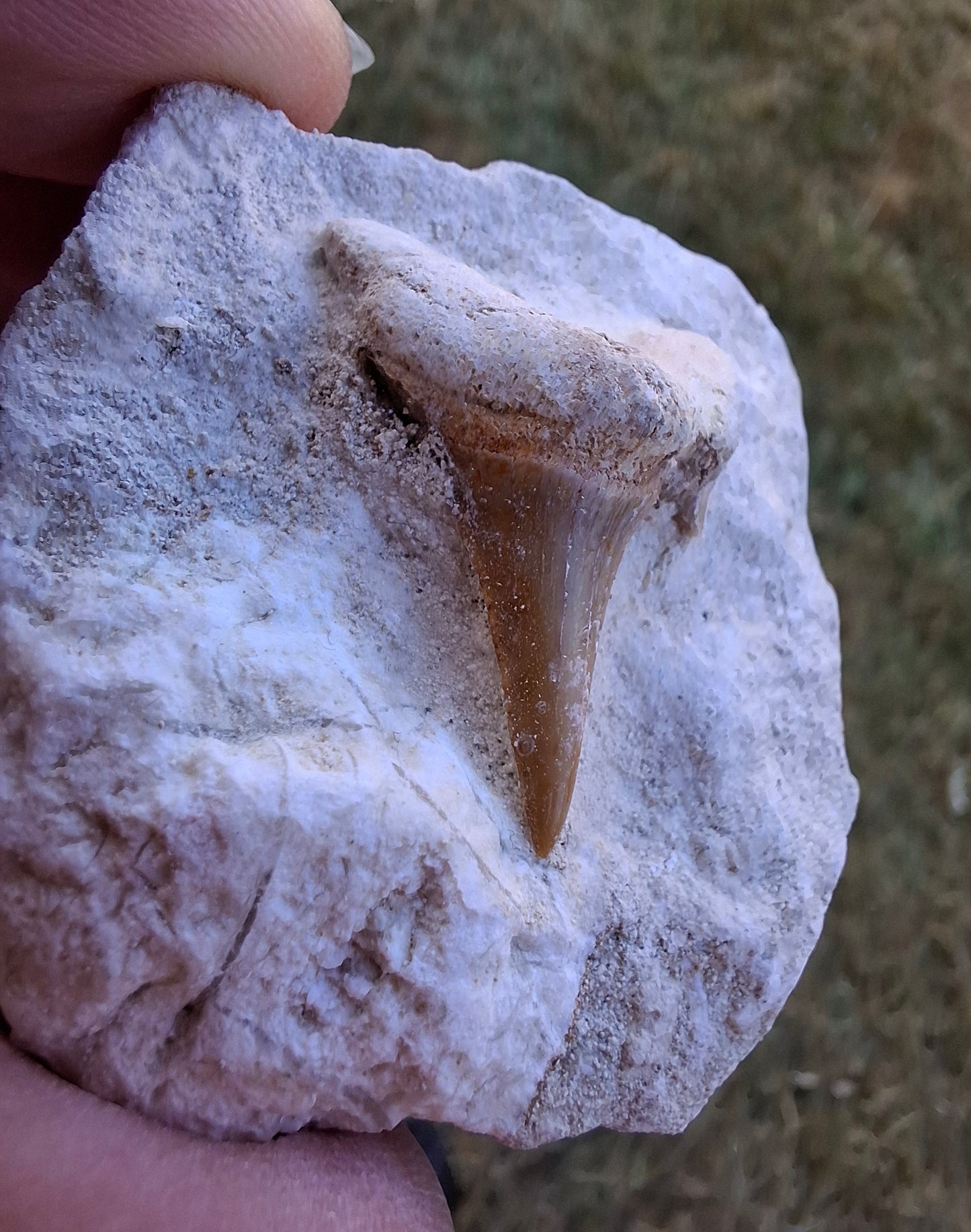 Otodus Shark Tooth in Rock, Fossil (Ref: OT2)