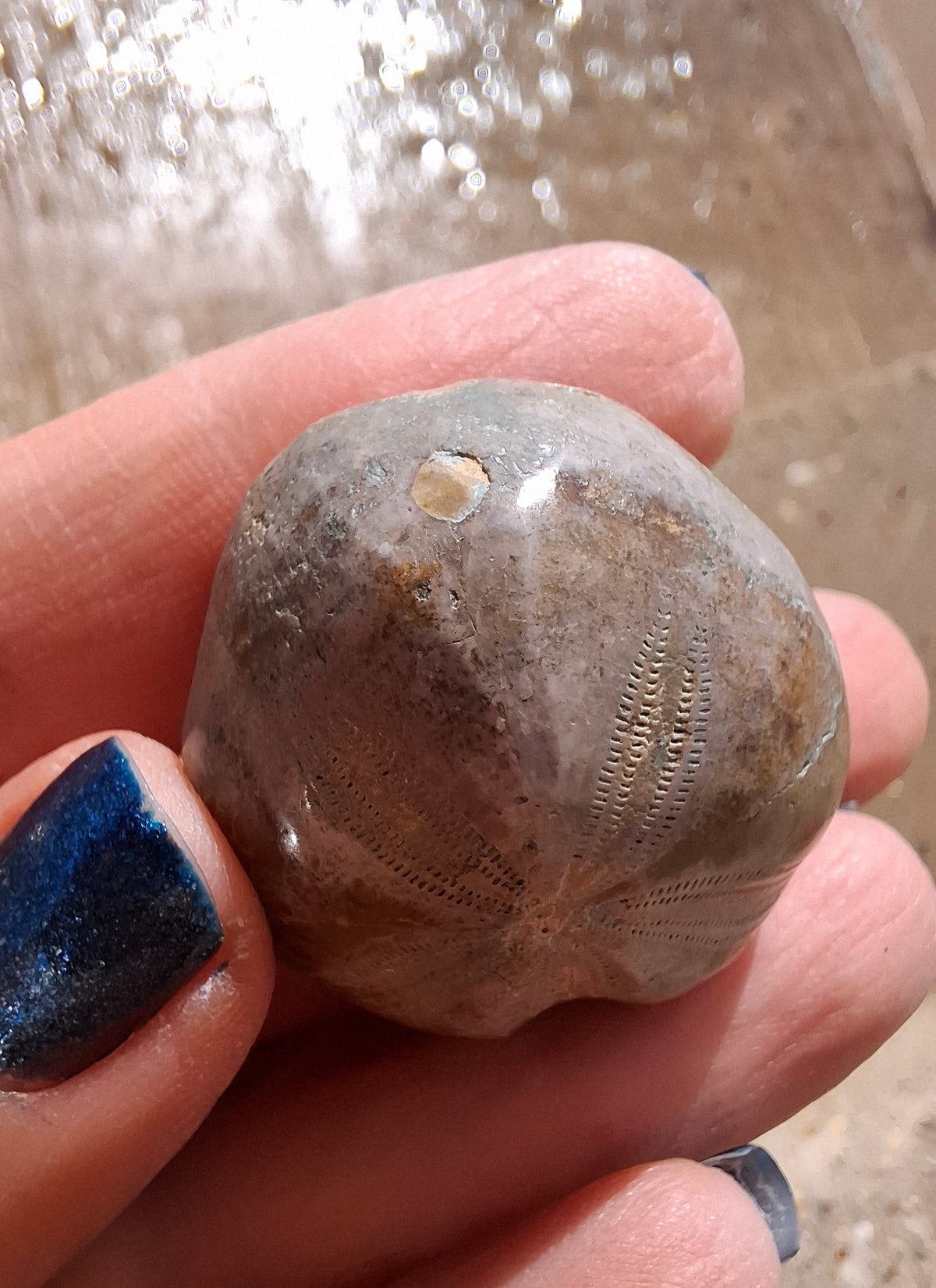 Polished Sea Urchin, Fossil (Ref: SU1)