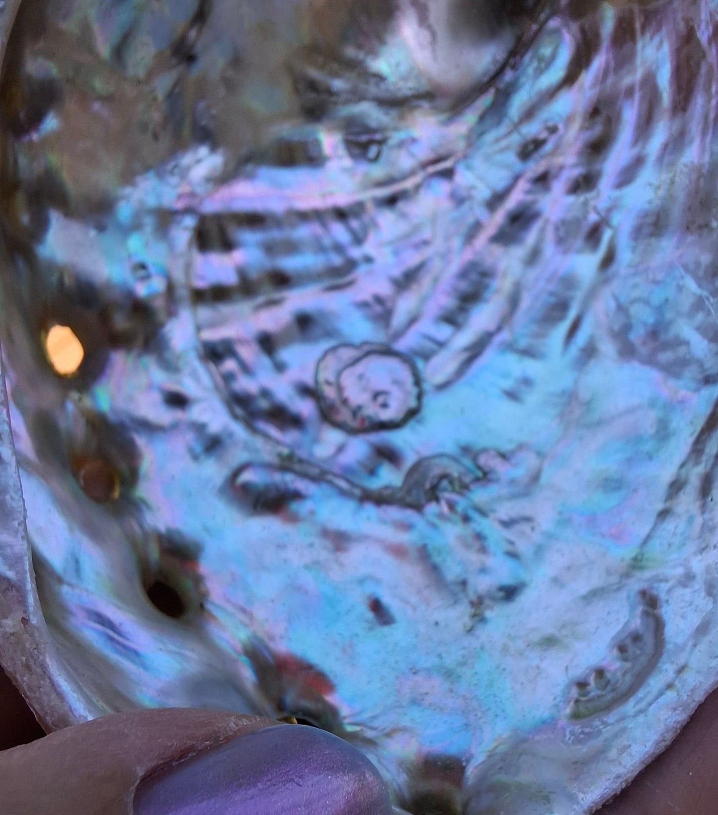Abalone Shell, (Ref: SH2)