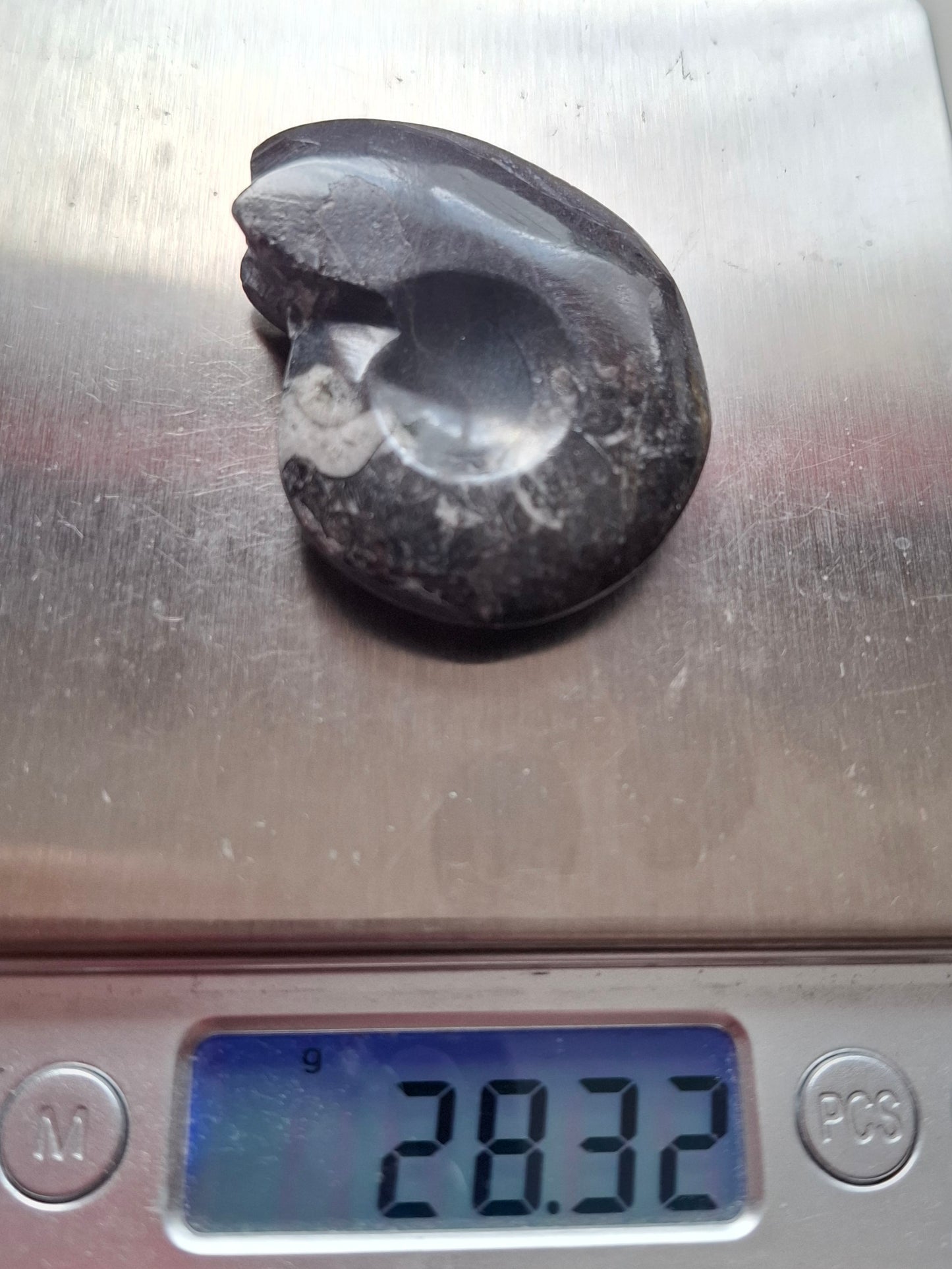 Goniatite, Fossil (Ref: GA5)