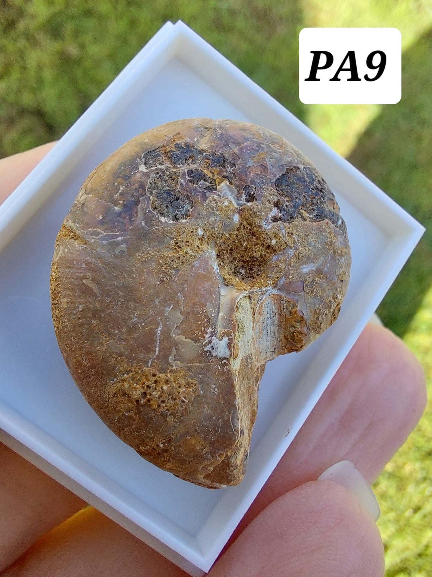 Phylloceras Ammonite, Fossil (Ref: PA9)