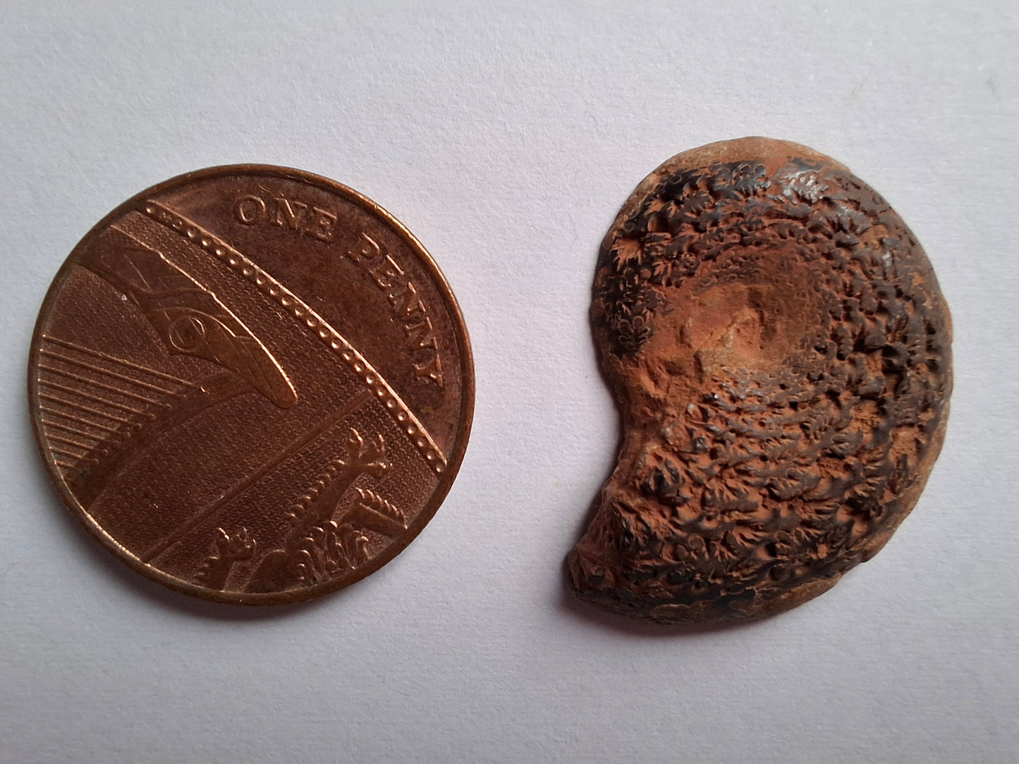 Small Haematite Ammonite HALF, 2.55g, Fossil (Ref: MA8)