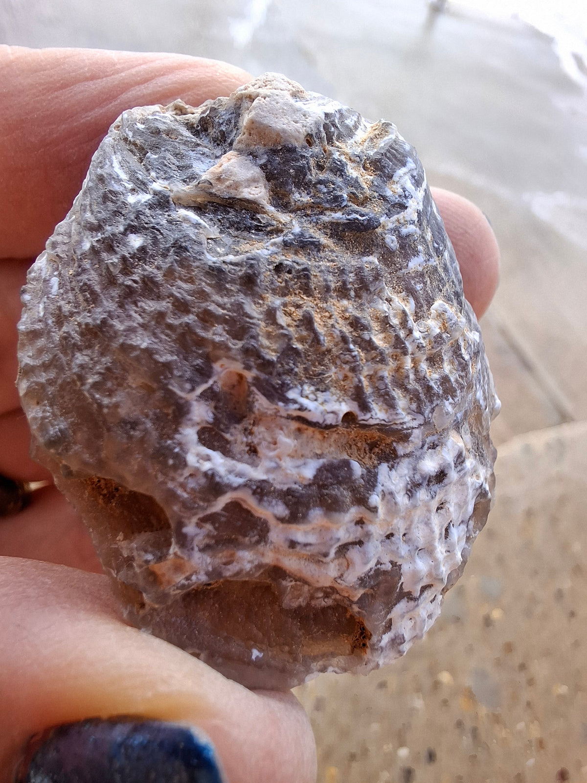 Chalcedony Oyster, Fossil (Ref: FO4)