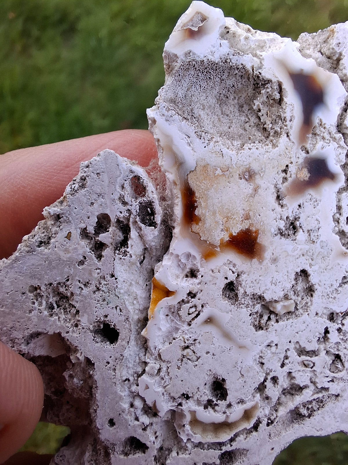 Fossilised Coral replaced by Chalcedony/Agate, Fossil (Ref: FCA1)