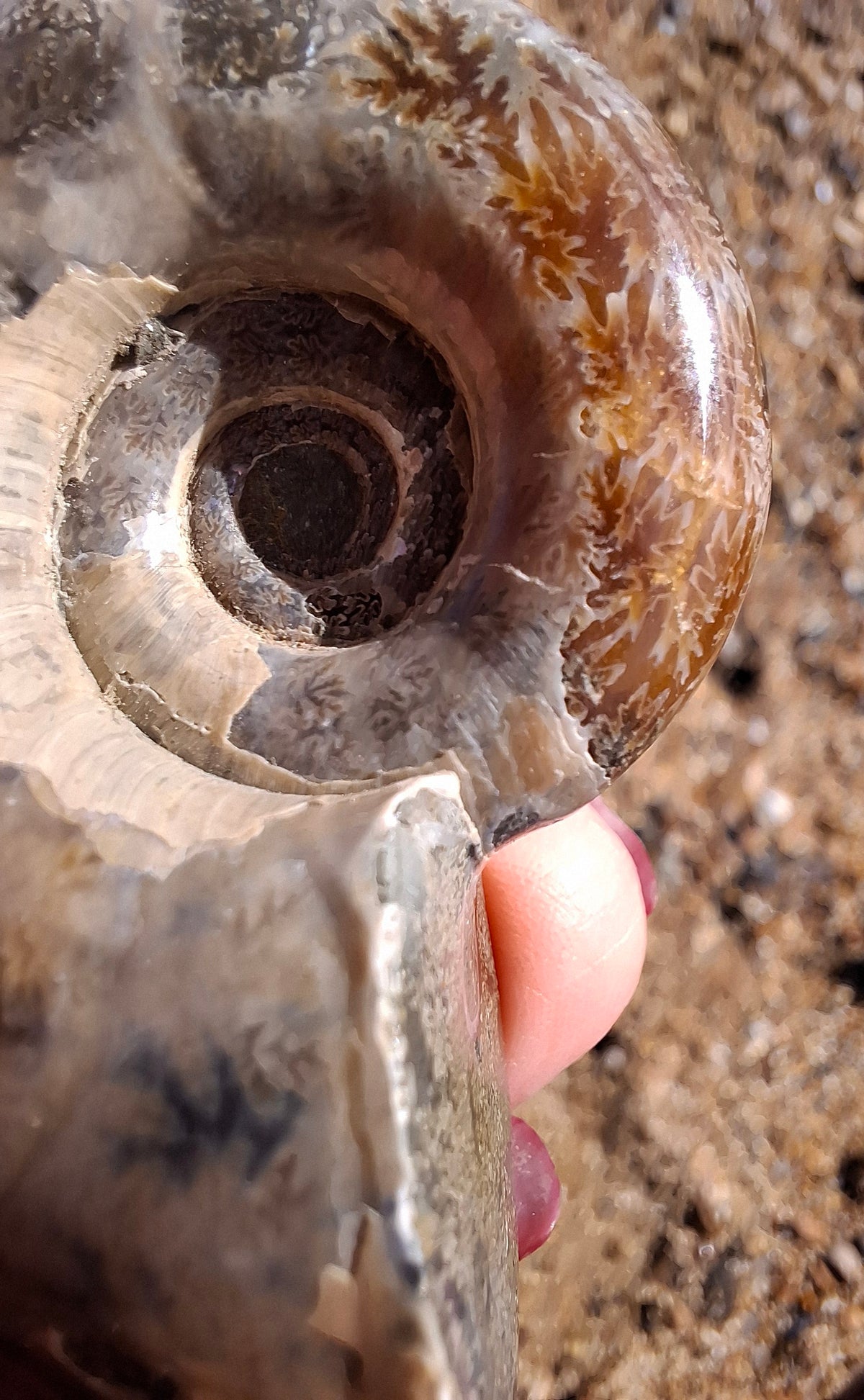 Polished Ammonite, Fossil (Ref: AMM1)