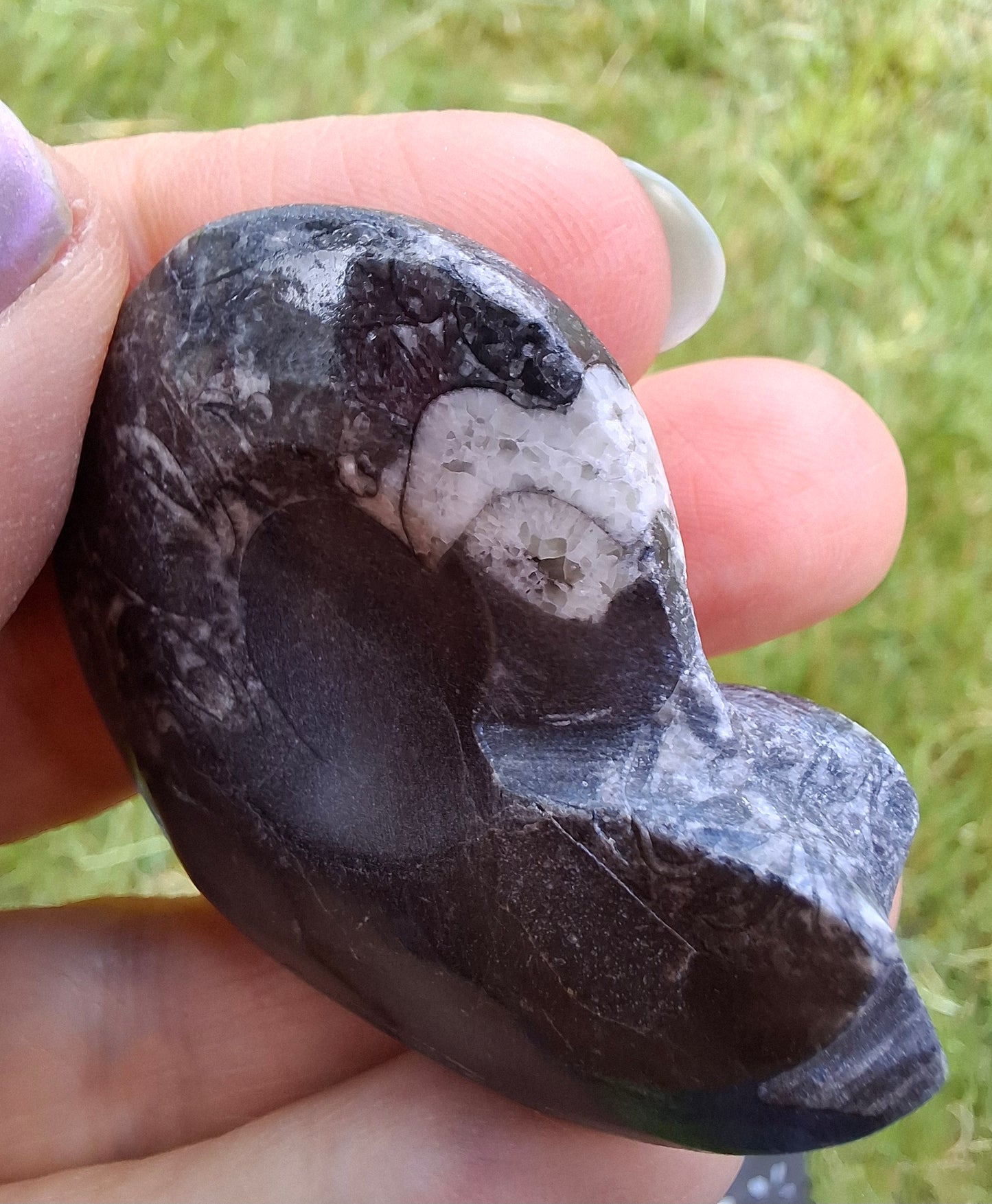 Goniatite, Fossil (Ref: GA5)