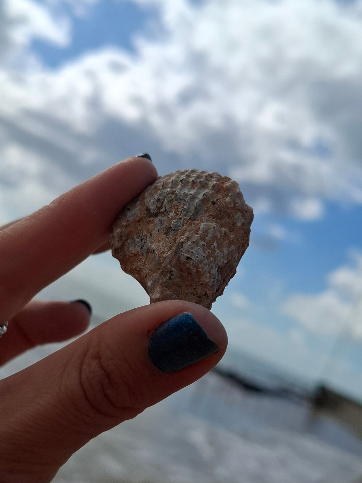 Chalcedony Oyster, Fossil (Ref: FO8)