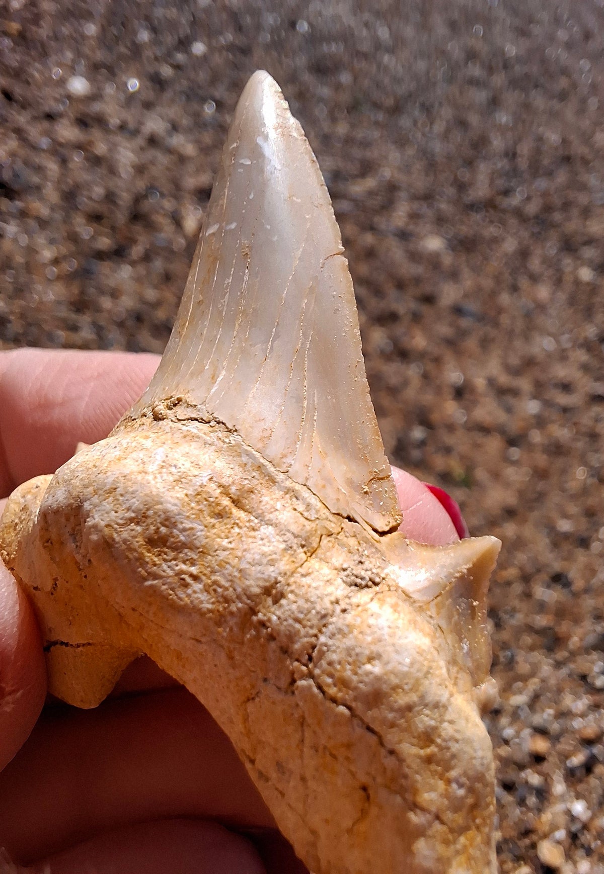 Otodus Shark Tooth, Fossil (Ref: OT6)