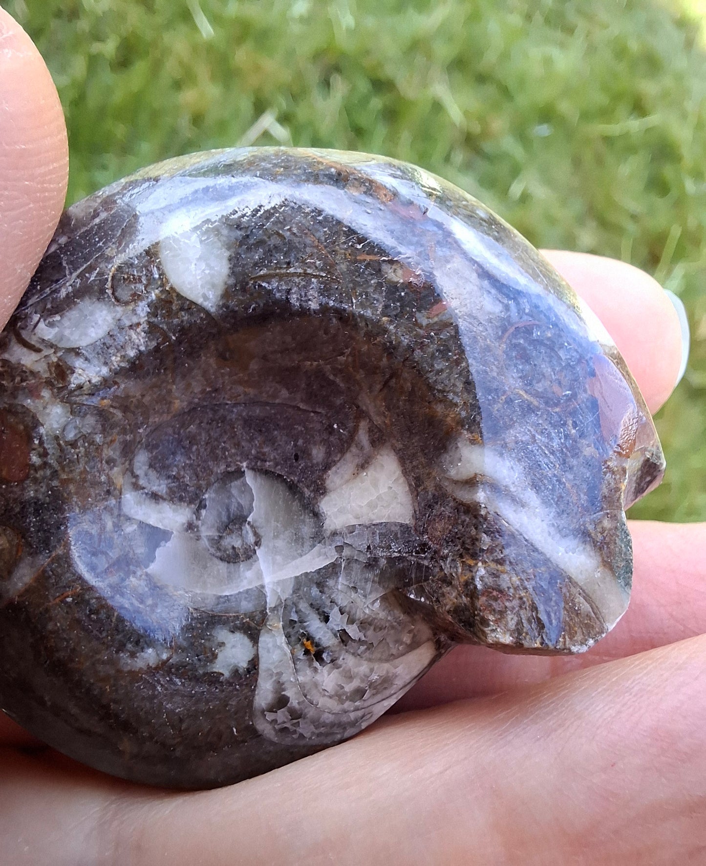 Goniatite, Fossil (Ref: GA1)