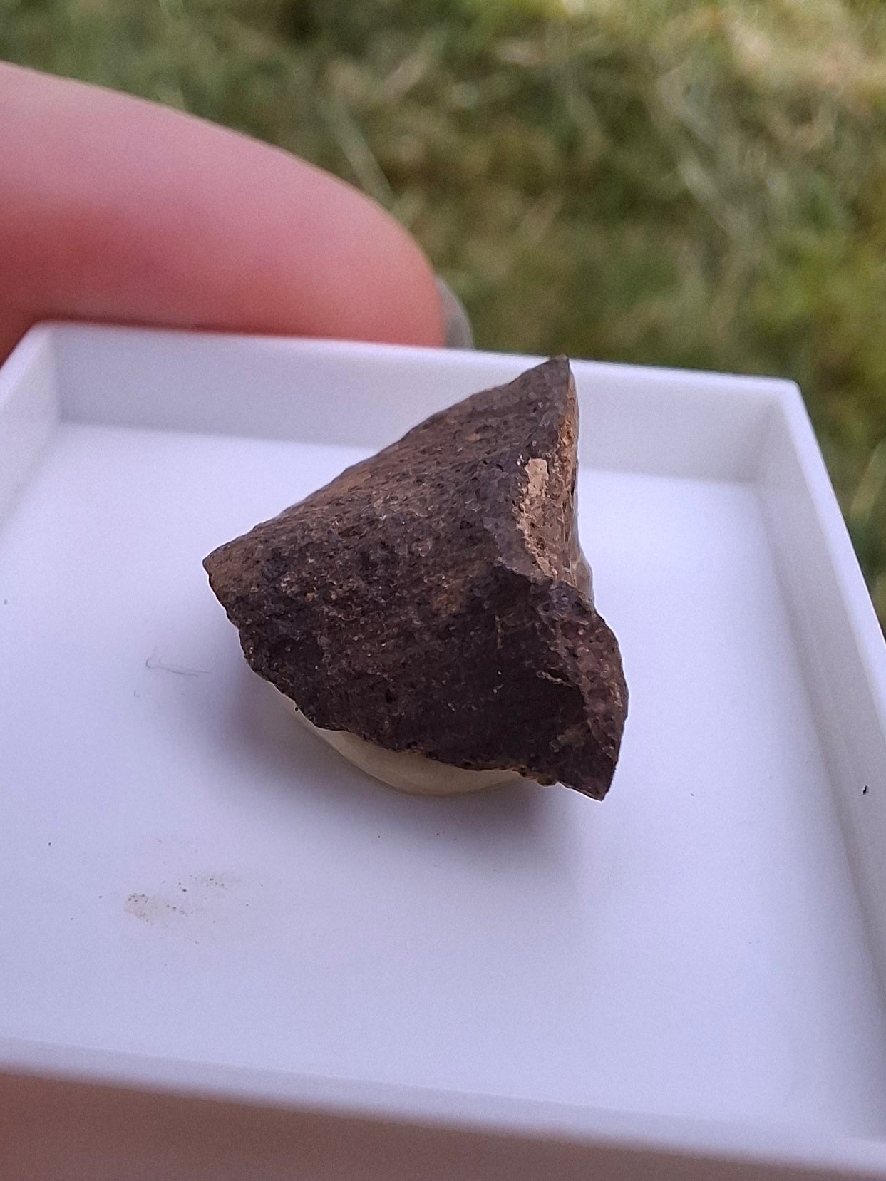 Chondrite, Meteorite (Ref: CM8)