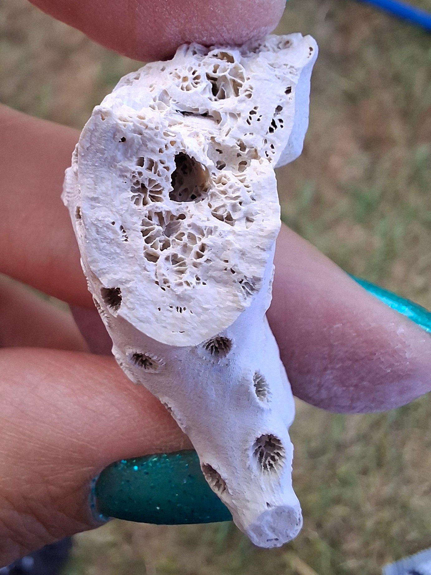 Fossil Coral, (Ref: FC4)