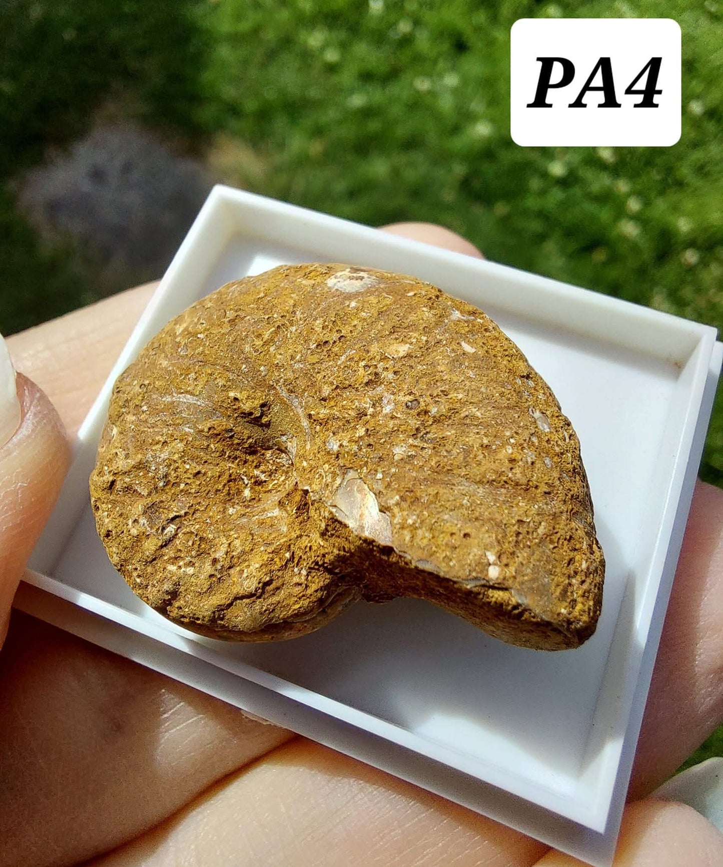 Phylloceras Ammonite, Fossil (Ref: PA4)