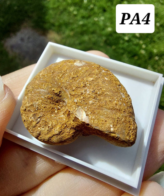 Phylloceras Ammonite, Fossil (Ref: PA4)