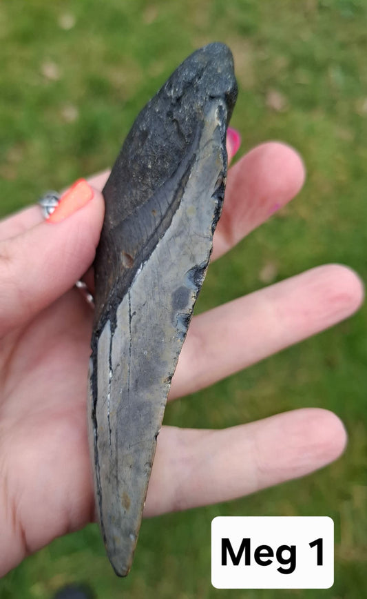 Megalodon (partial) Shark Tooth, 109.68g, Fossil (Ref: Meg1)