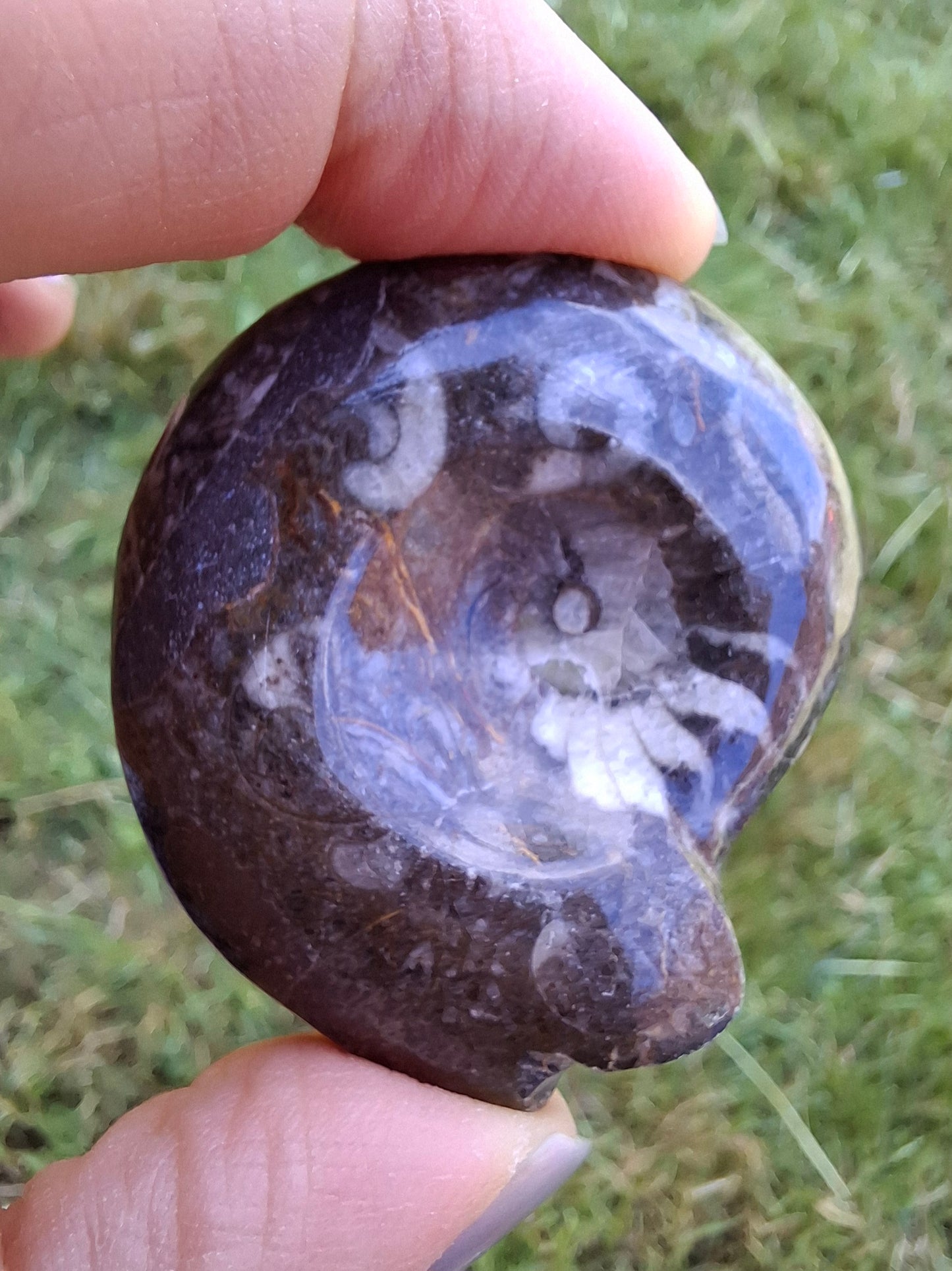 Goniatite, Fossil (Ref: GA1)