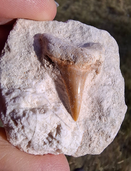 Otodus Shark Tooth in Rock, Fossil (Ref: OT2)