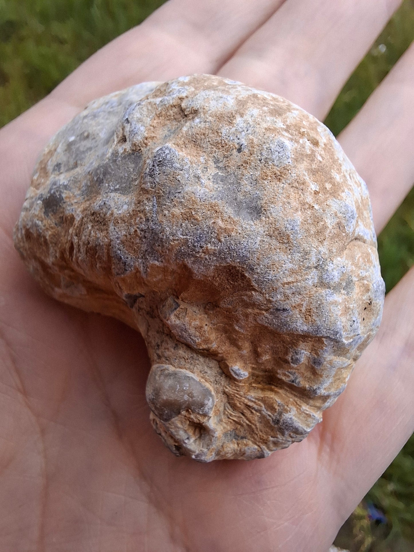 Gryphaea (Devil's Toenail), 57.53g, Fossil (Ref: G2)