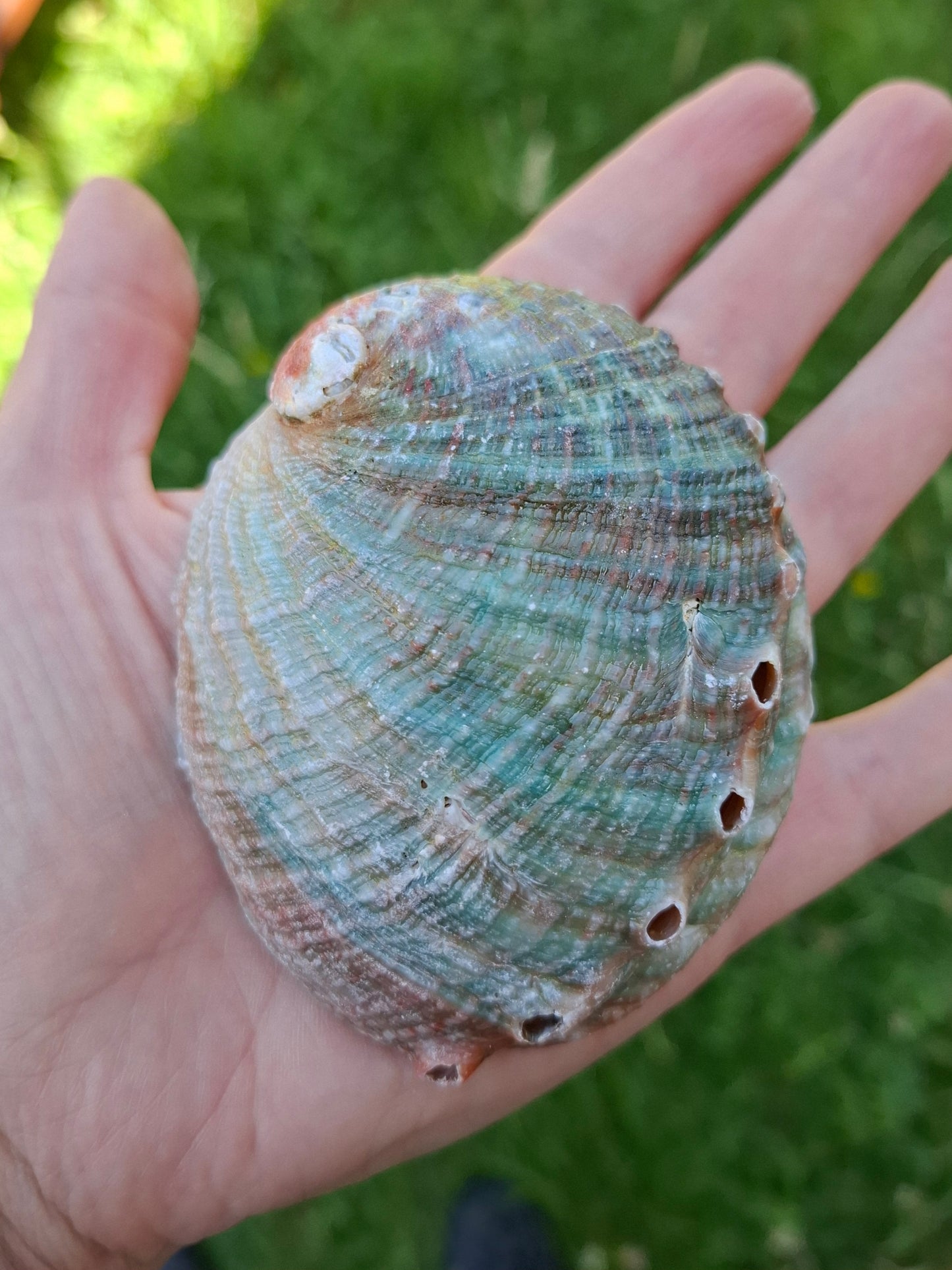 Abalone Shell, (Ref: SH2)