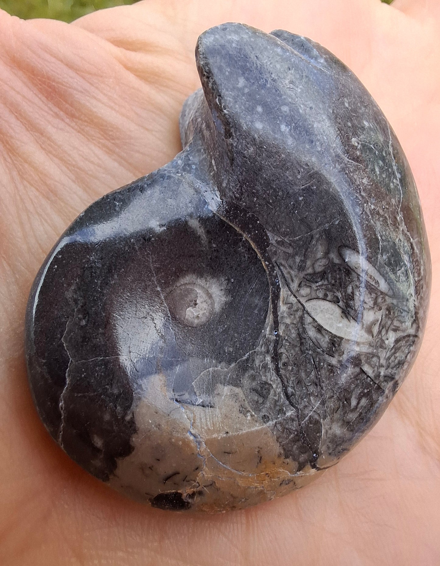 Goniatite, Fossil (Ref: GA9)