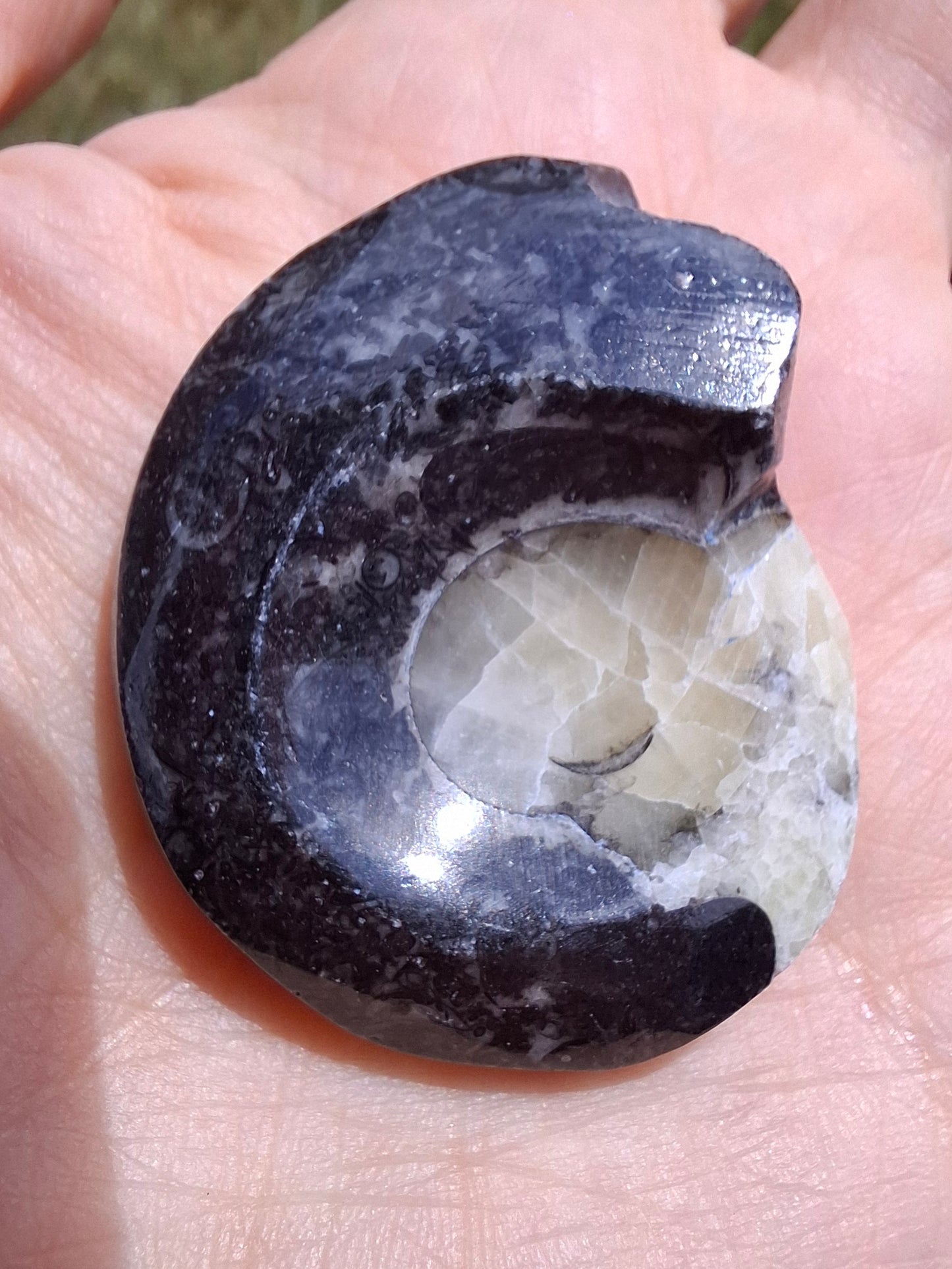 Goniatite, Fossil (Ref: GA7)