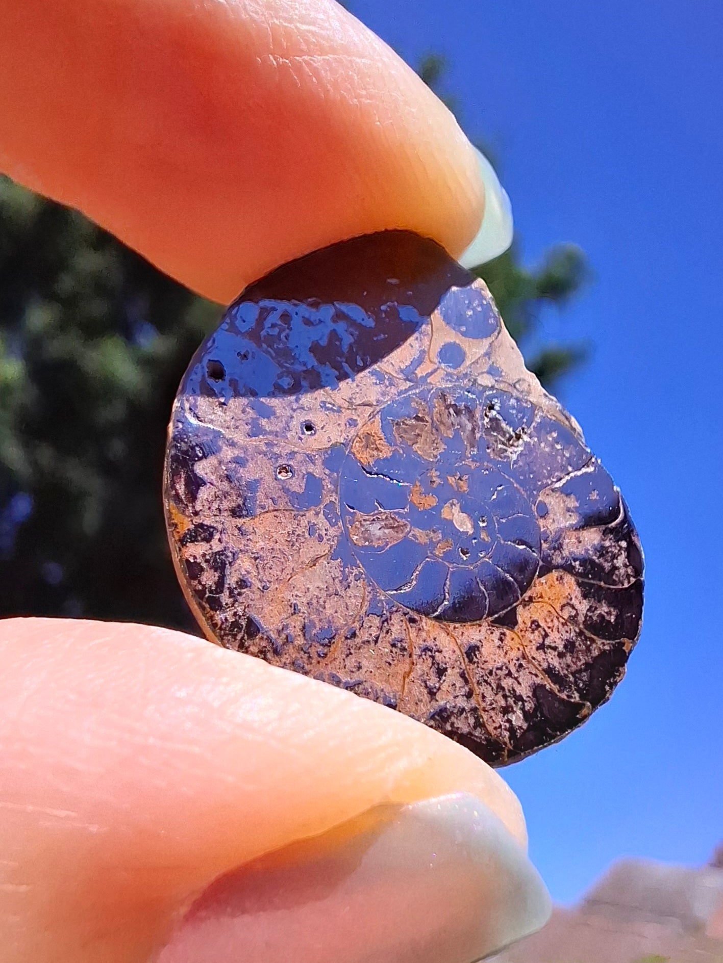 Small Haematite Ammonite HALF, 1.78g, Fossil (Ref: MA4)