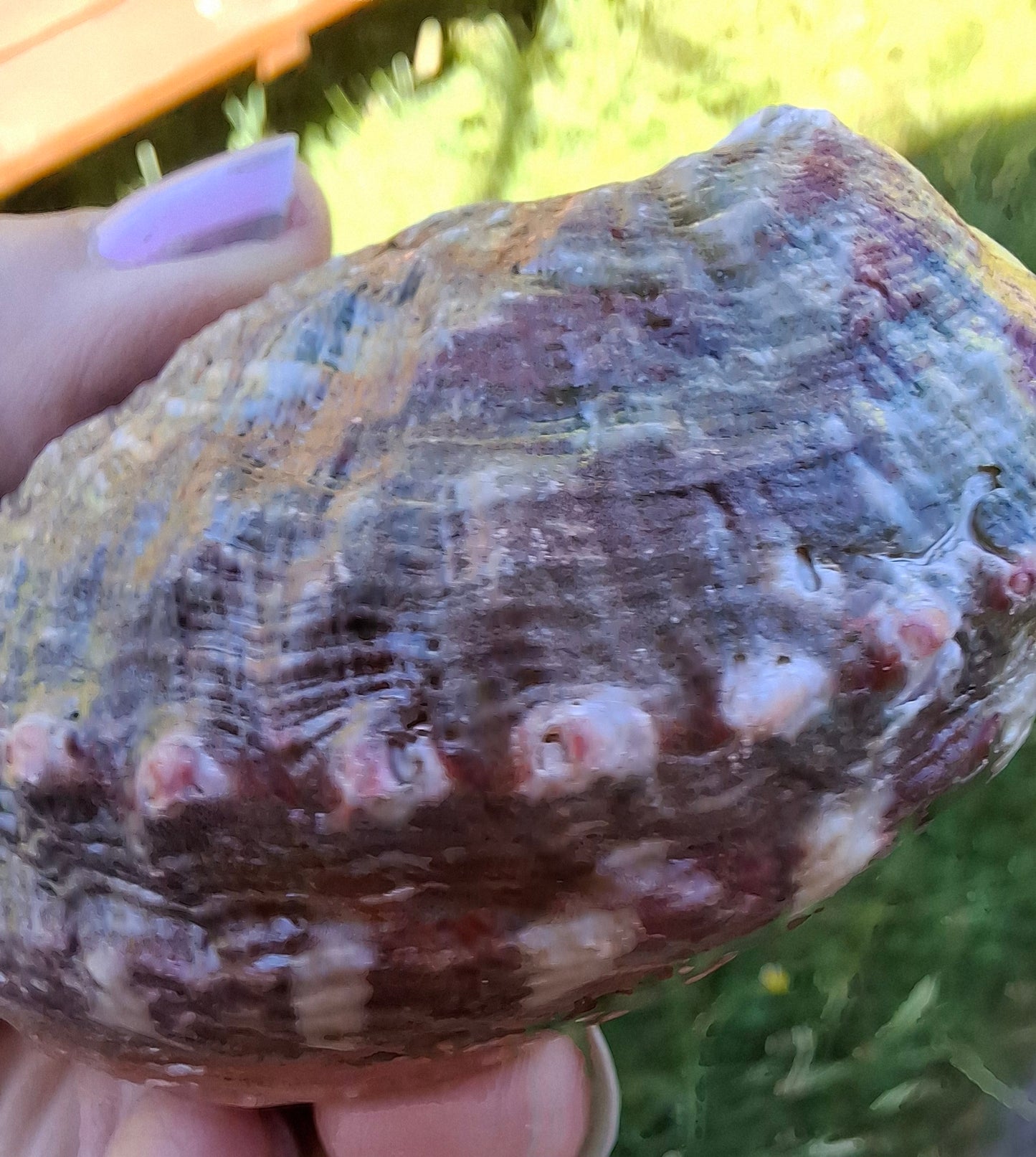 Abalone Shell, (Ref: SH3)