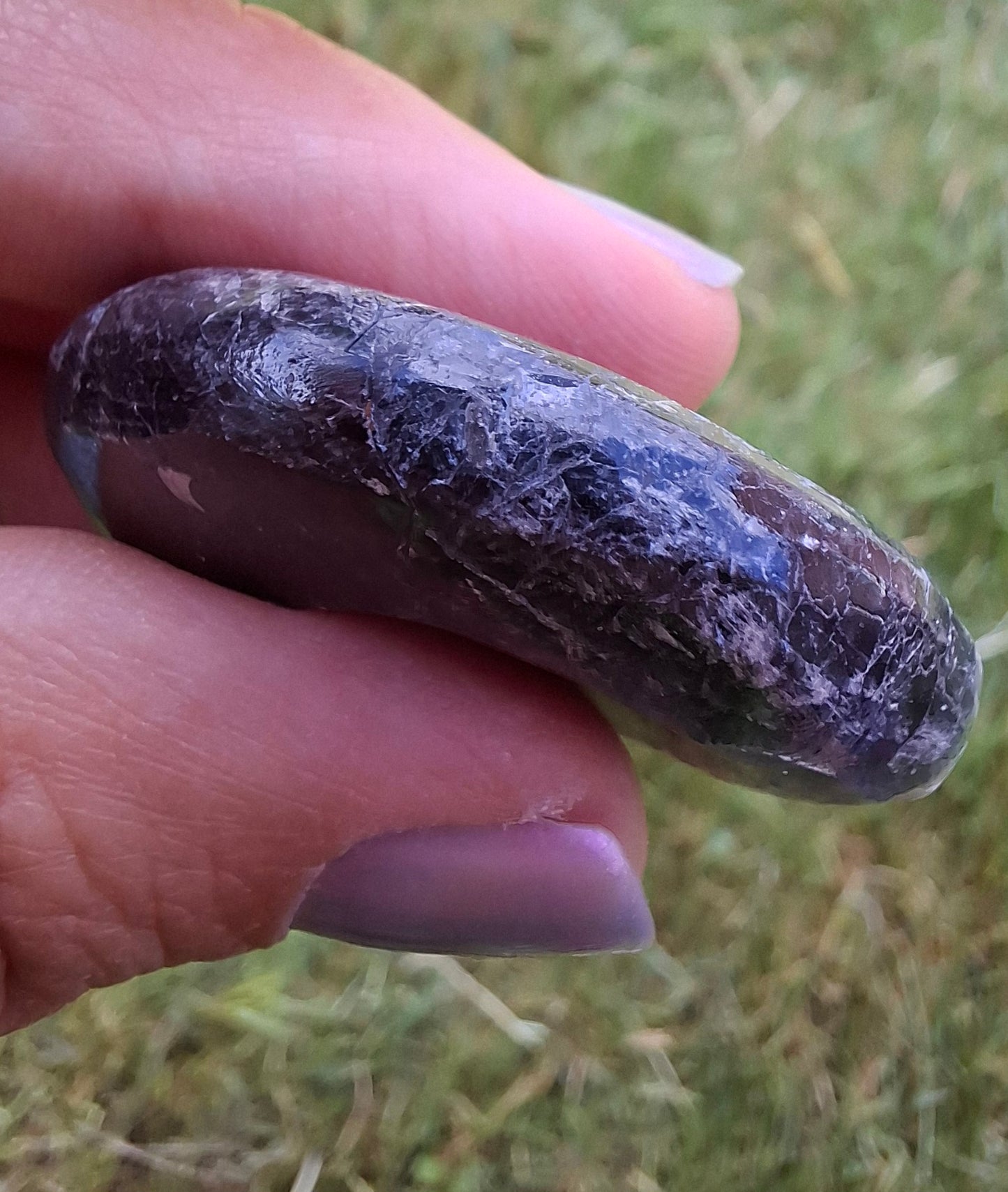 Goniatite, Fossil (Ref: GA3)