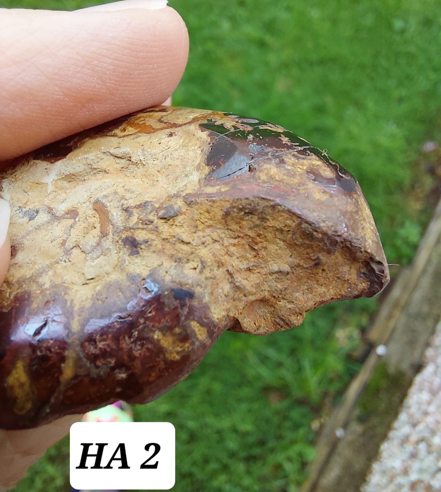 Hematite Ammonite, 22.72g, Fossil (Ref: HA2)